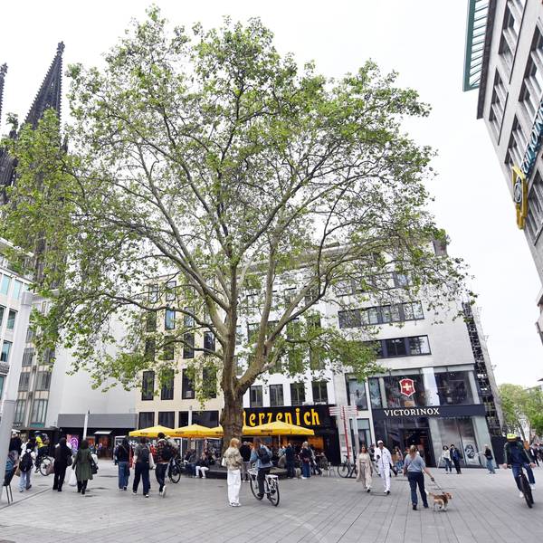 Die Platane am Wallrafplatz wurde nach dem Zweiten Weltkrieg als einer der ersten Bäume in der Kölner Innenstadt gepflanzt.