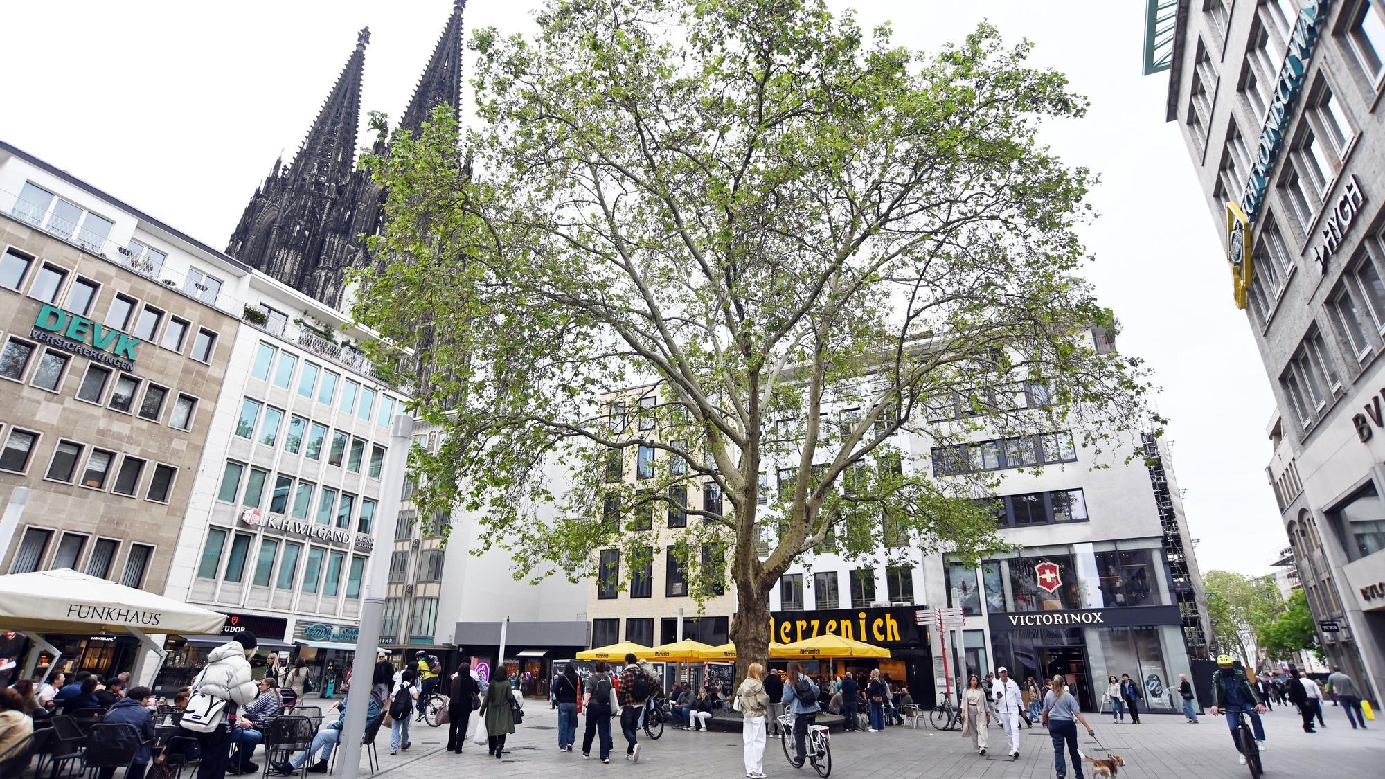 Die Platane am Wallrafplatz wurde nach dem Zweiten Weltkrieg als einer der ersten Bäume in der Kölner Innenstadt gepflanzt.