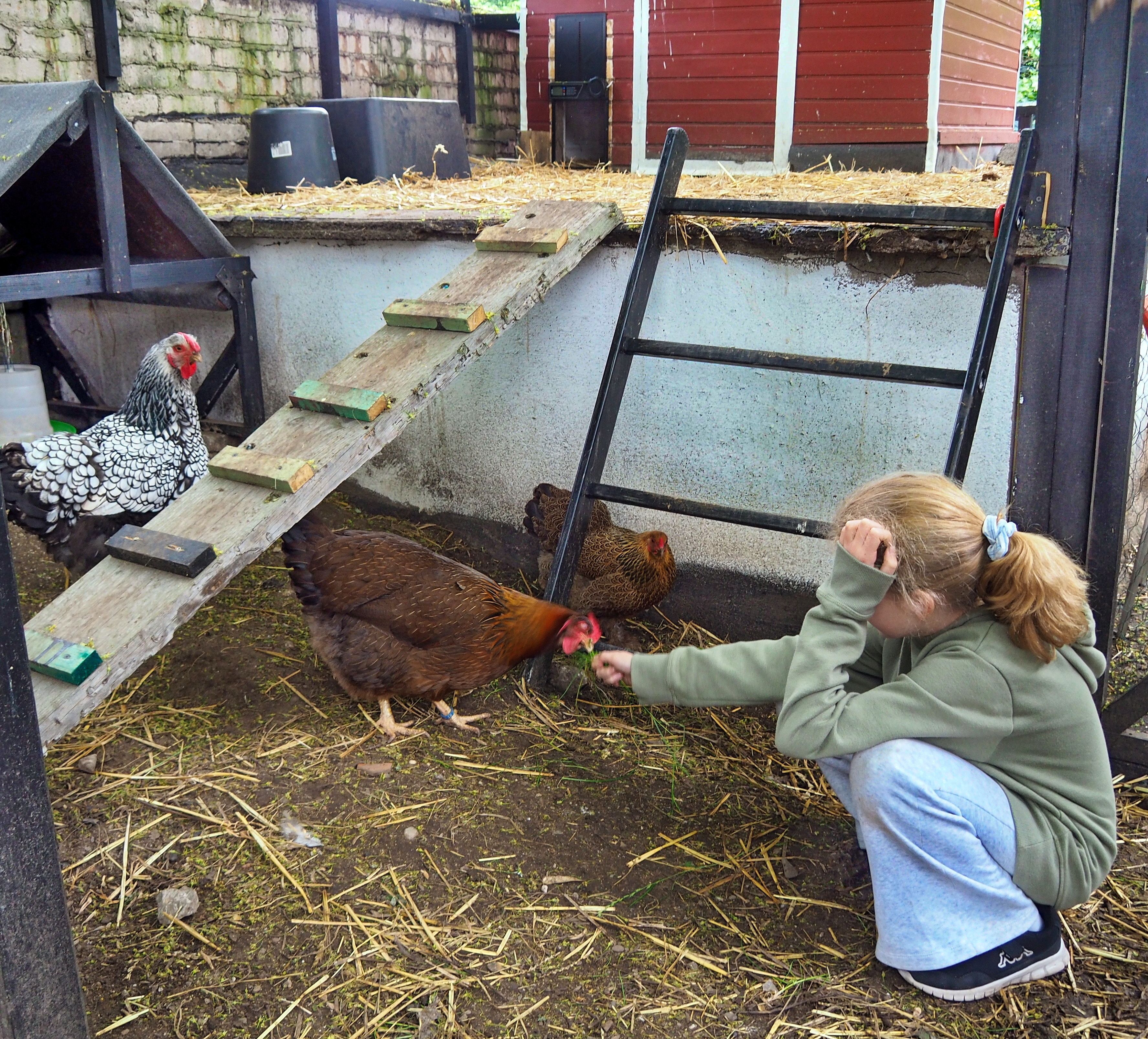 Ein Mädchen hockt vor einem Huhn in einem großen Gehege.