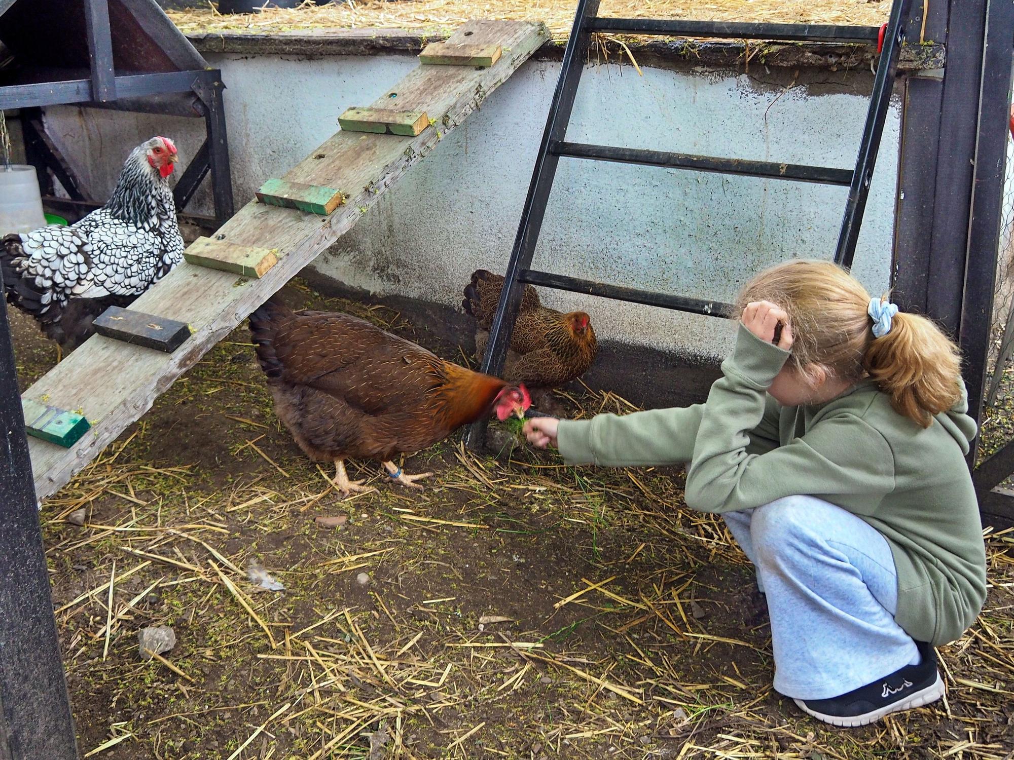 Ein Mädchen hockt vor einem Huhn in einem großen Gehege.