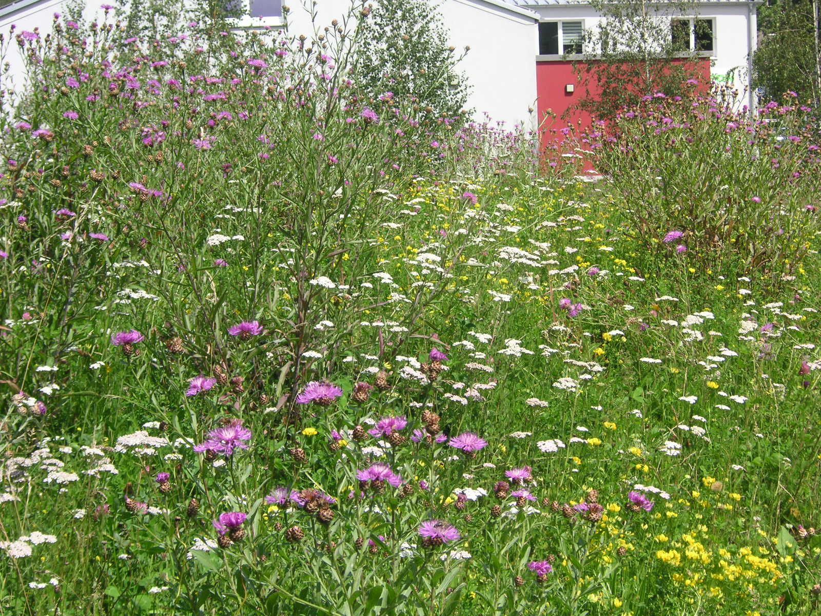 Die Blühwiese am Megafon in Burscheid