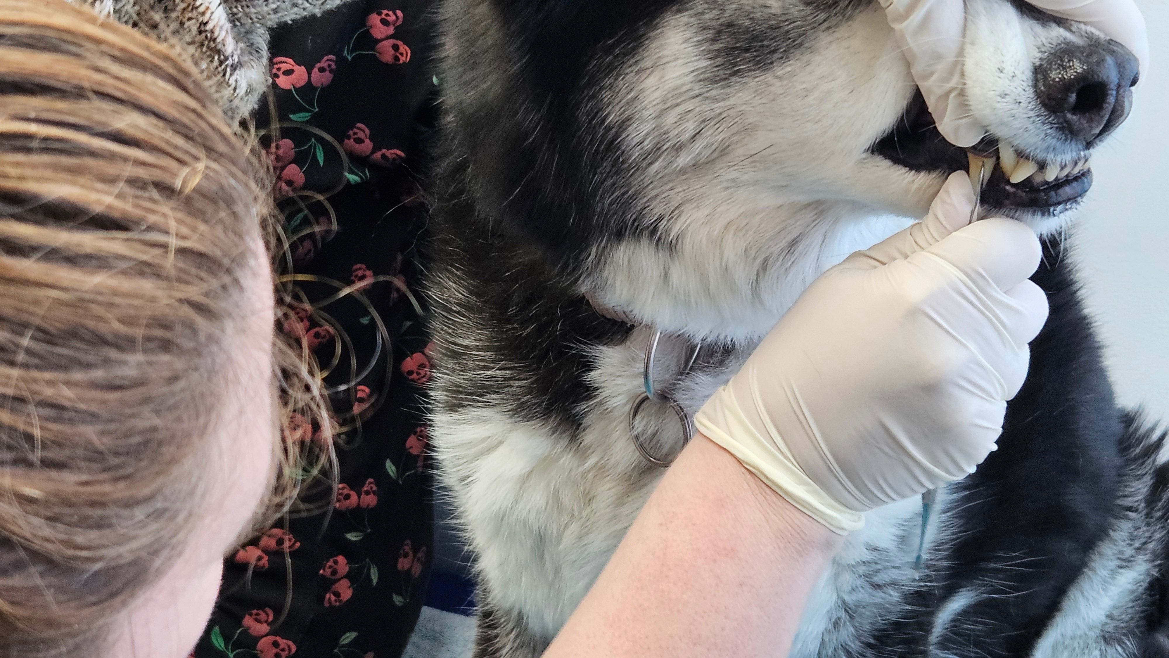 eine Hand hält die Schnauze von einem Husky, die andere Hand hält eine Art Kratzer, mit dem sie einen Reißzahn bearbeitet