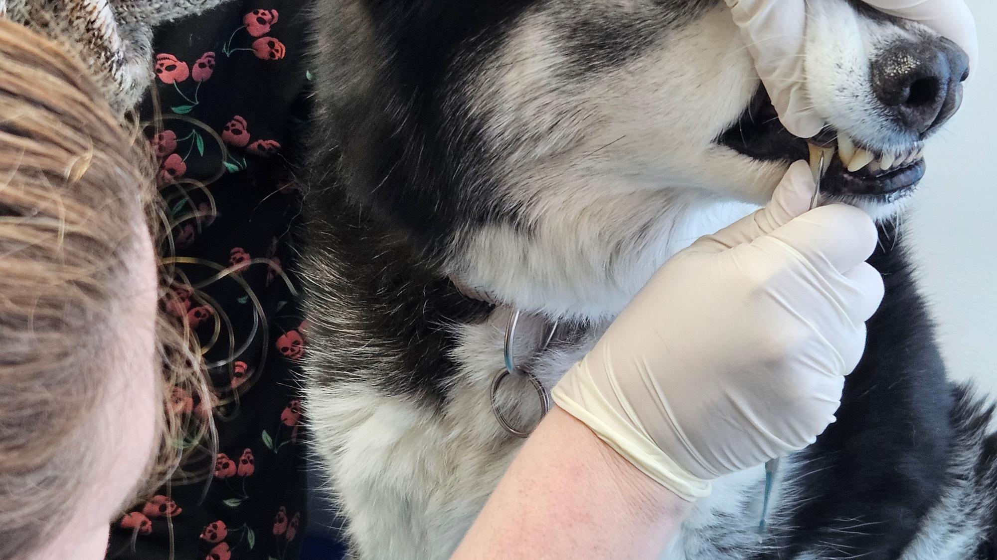 eine Hand hält die Schnauze von einem Husky, die andere Hand hält eine Art Kratzer, mit dem sie einen Reißzahn bearbeitet