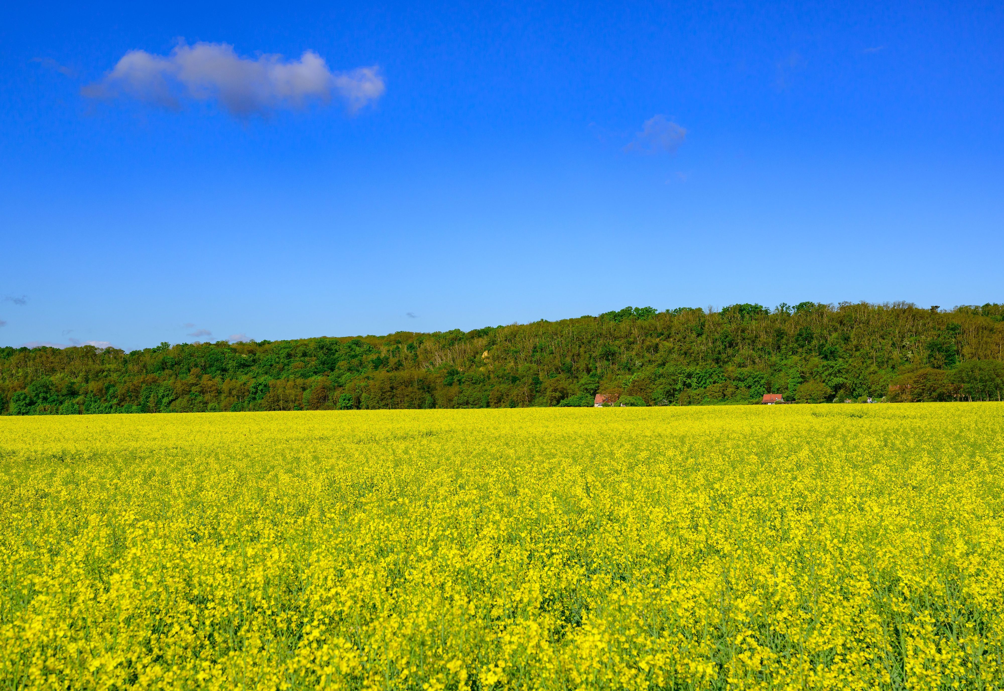 Im Vordergrund ein blühendes Rapsfeld, darüber ein strahlend blauer Himmel, im Hinergrund eine grüne Baumkette