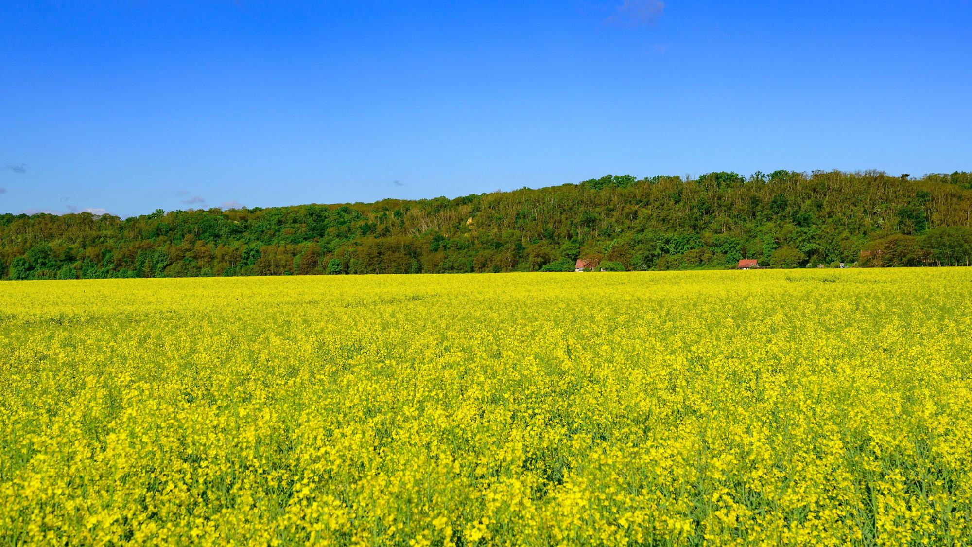 Im Vordergrund ein blühendes Rapsfeld, darüber ein strahlend blauer Himmel, im Hinergrund eine grüne Baumkette