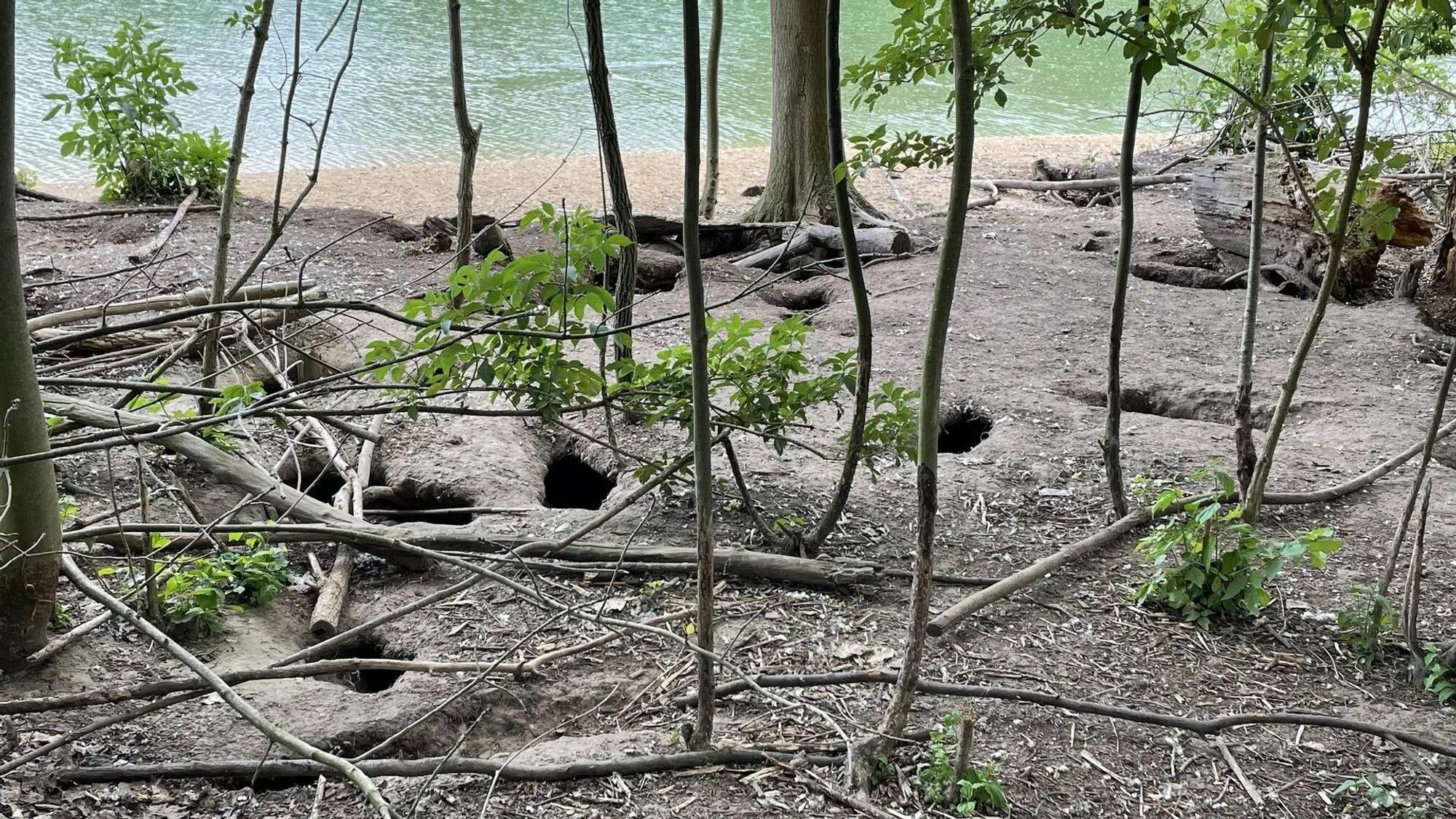 Nutrias verbreiten sich in der Bonner Rheinaue und richten Schäden an.