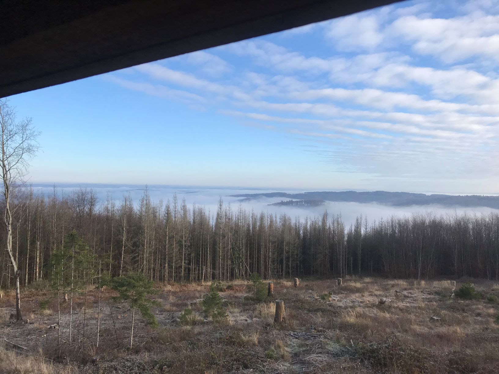 Das Foto zeigt eine sogenannte Kalamitätsfläche in einem Waldgebiet in der Nutscheid.