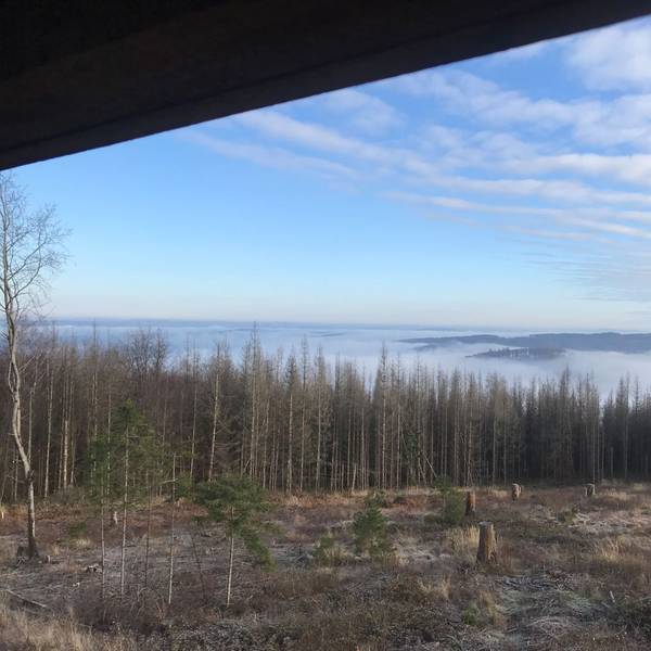Auf einer solchen Fläche in der Nutscheid könnte sich bald schon ein Riesen-Windrad drehen. Der Landesbetrieb Wald und Holz hat einen Investor gefunden.
