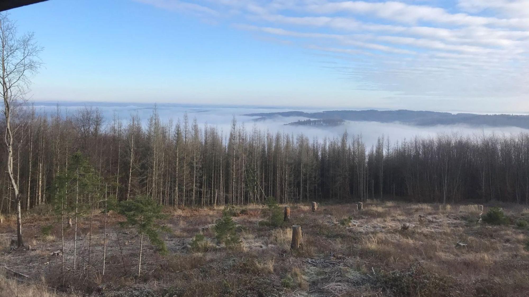 Auf einer solchen Fläche in der Nutscheid könnte sich bald schon ein Riesen-Windrad drehen. Der Landesbetrieb Wald und Holz hat einen Investor gefunden.