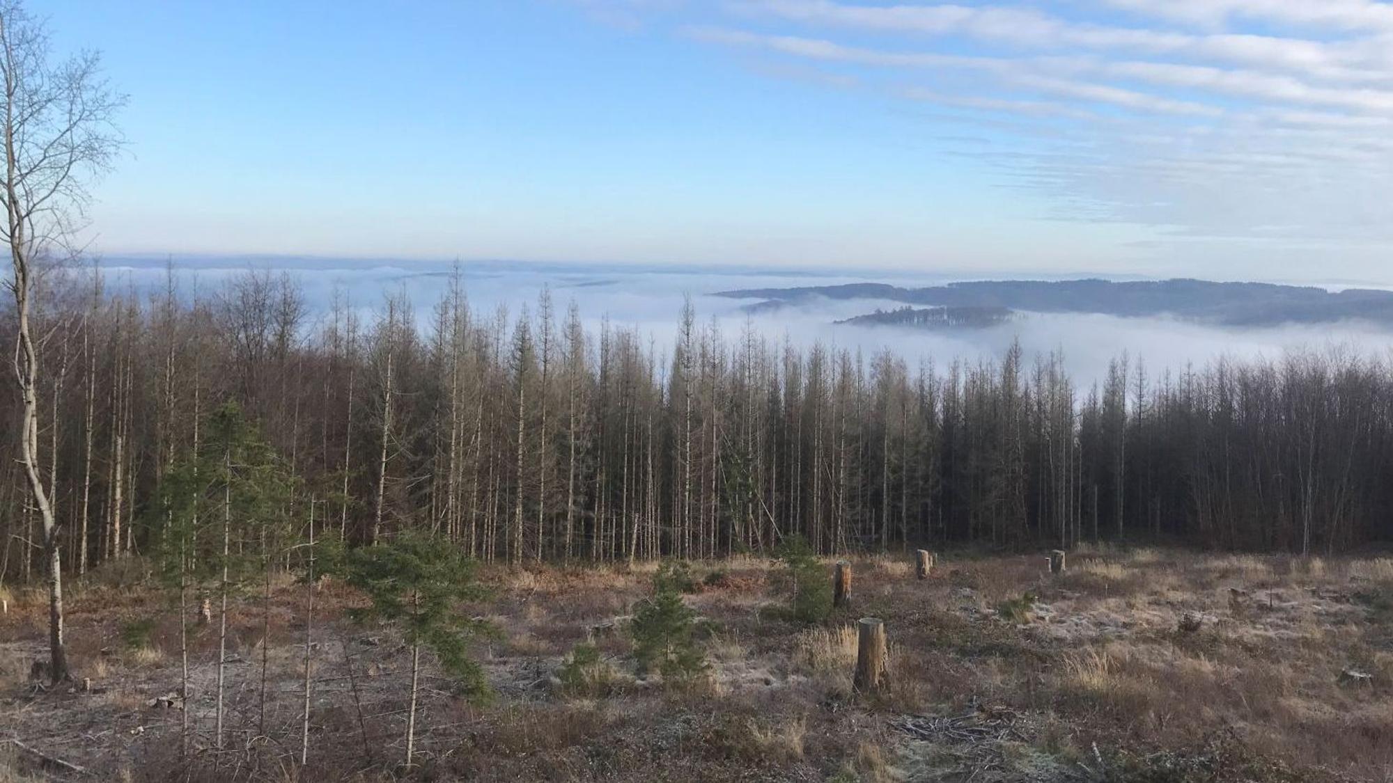 Das Foto zeigt eine sogenannte Kalamitätsfläche in einem Waldgebiet in der Nutscheid.