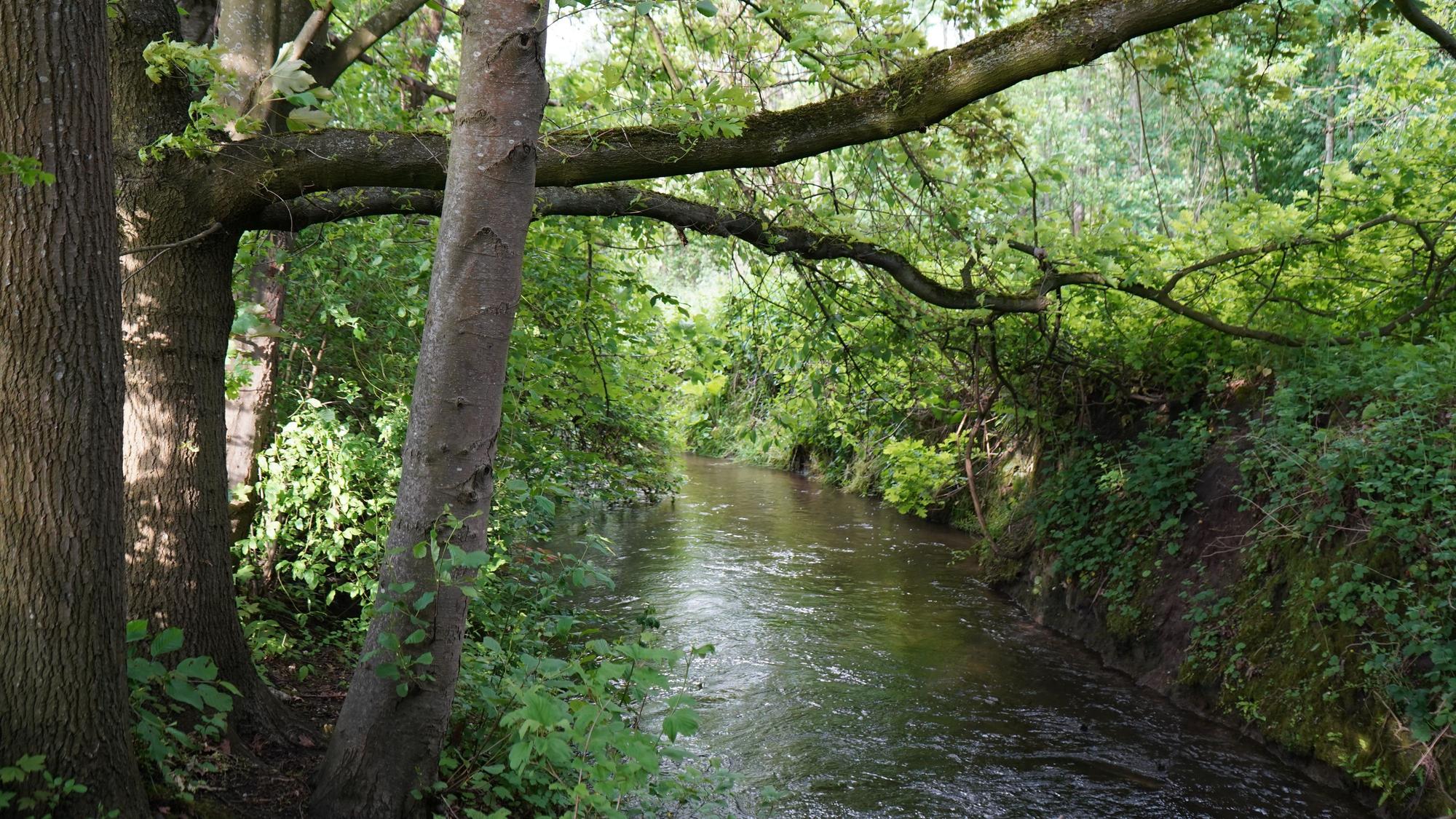 Das Bild zeigt den Gillbach südlich von Rheidt in Bergheim.