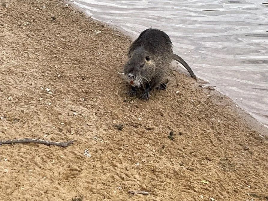 Ein Nutria am Ufer des Rheinausees in der Bonner Rheinaue.