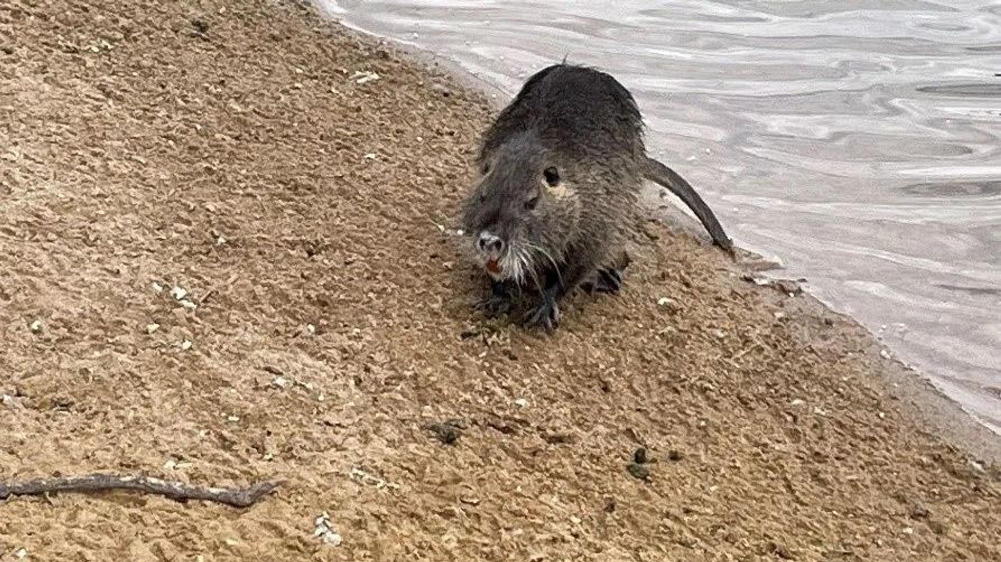 Ein Nutria am Ufer des Rheinausees in der Bonner Rheinaue.