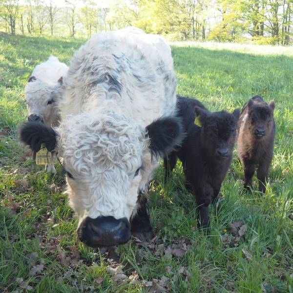 Neben einer weißen Kuh mit schwarzen Ohren und scharzem Maul stehen zwei schwarze Kälber.