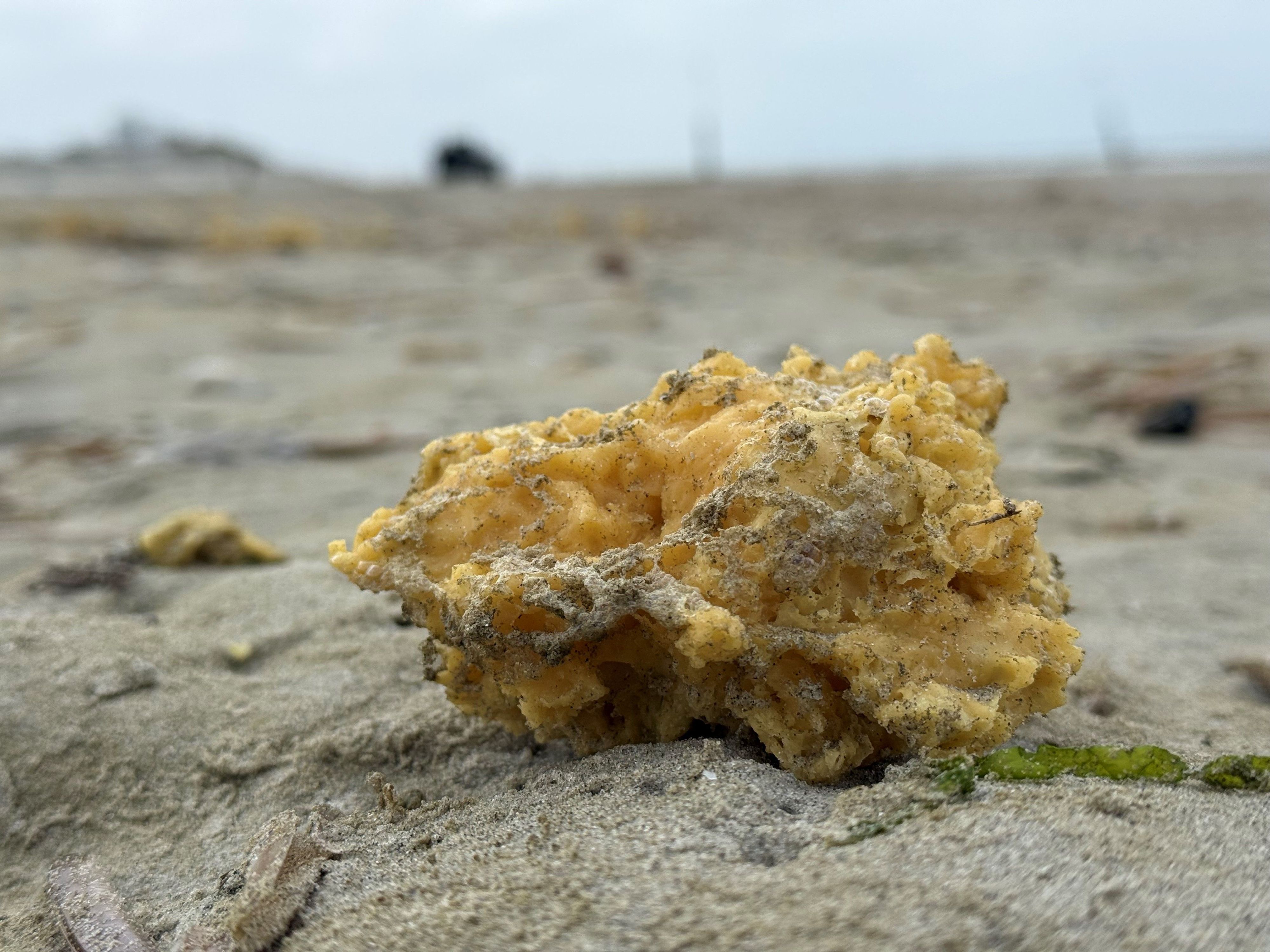 Ein gelber, wachsartiger Klumpen liegt am Nordstrand der ostfriesischen Insel Norderney. (Archivfoto vom Mai 2025)