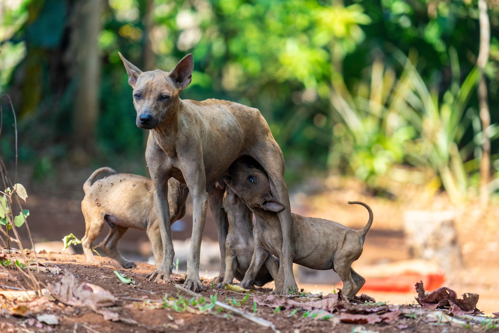 Straßenhunde in Kambodscha