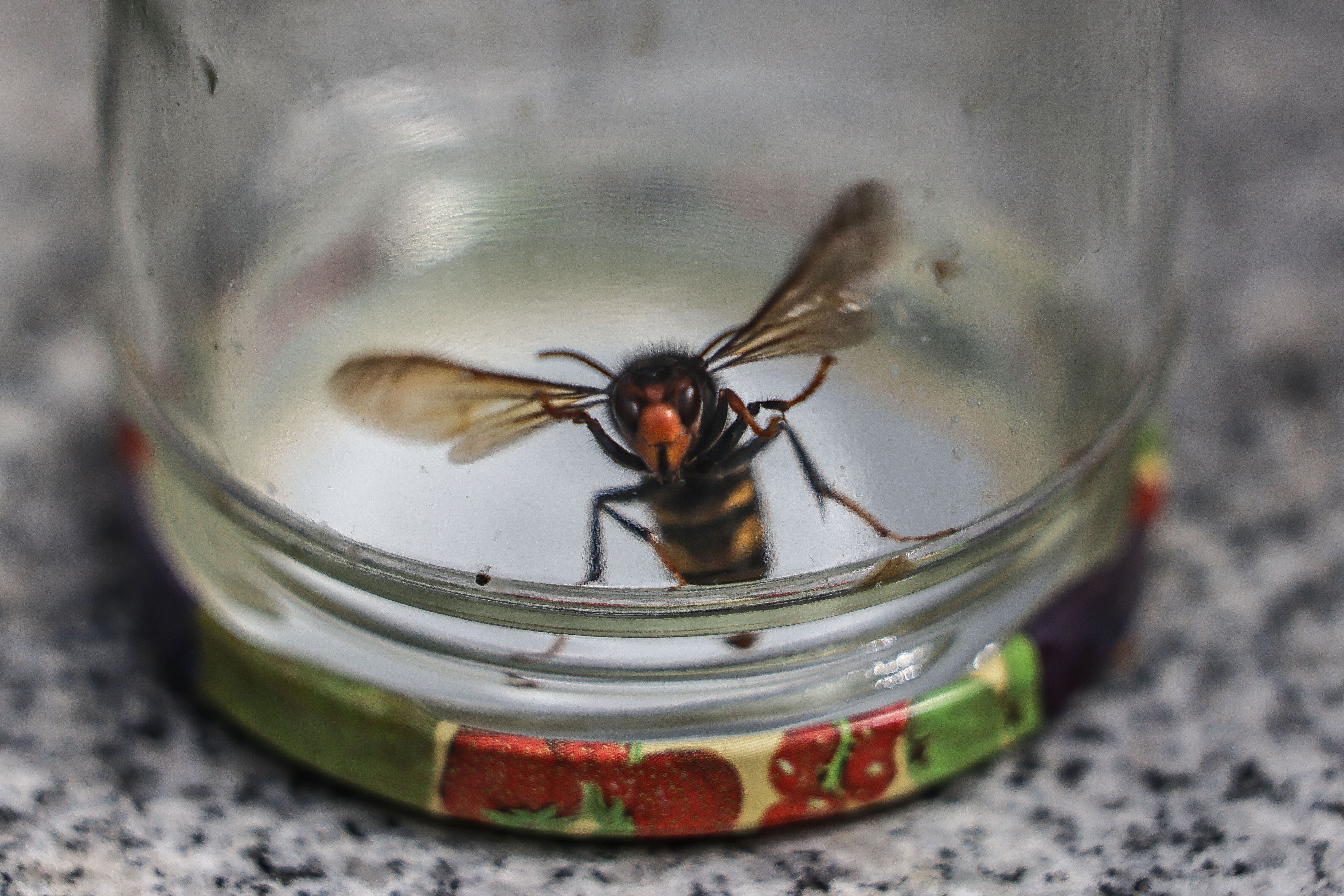 Eine Hornisse fliegt gefangen in einem Glas.