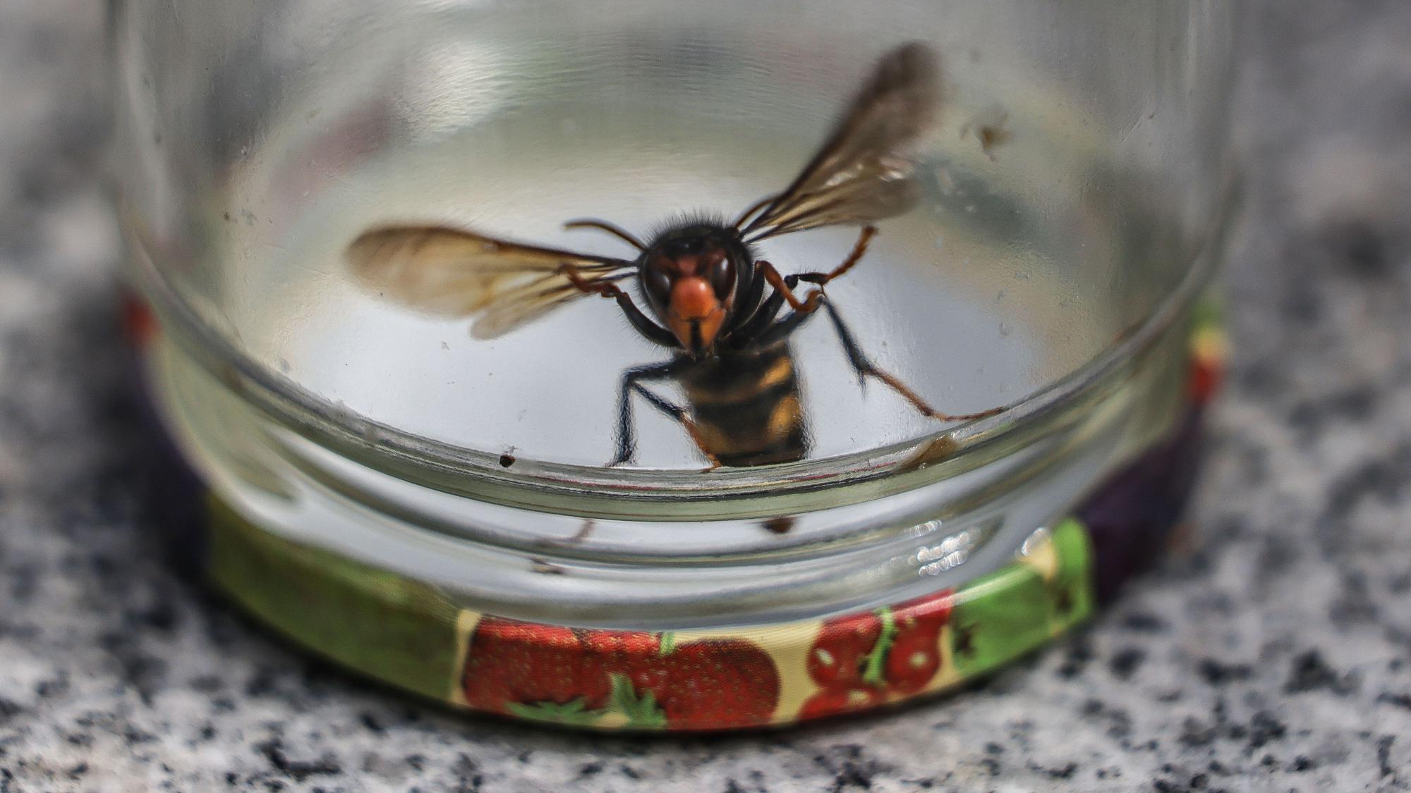 Eine Hornisse fliegt gefangen in einem Glas.