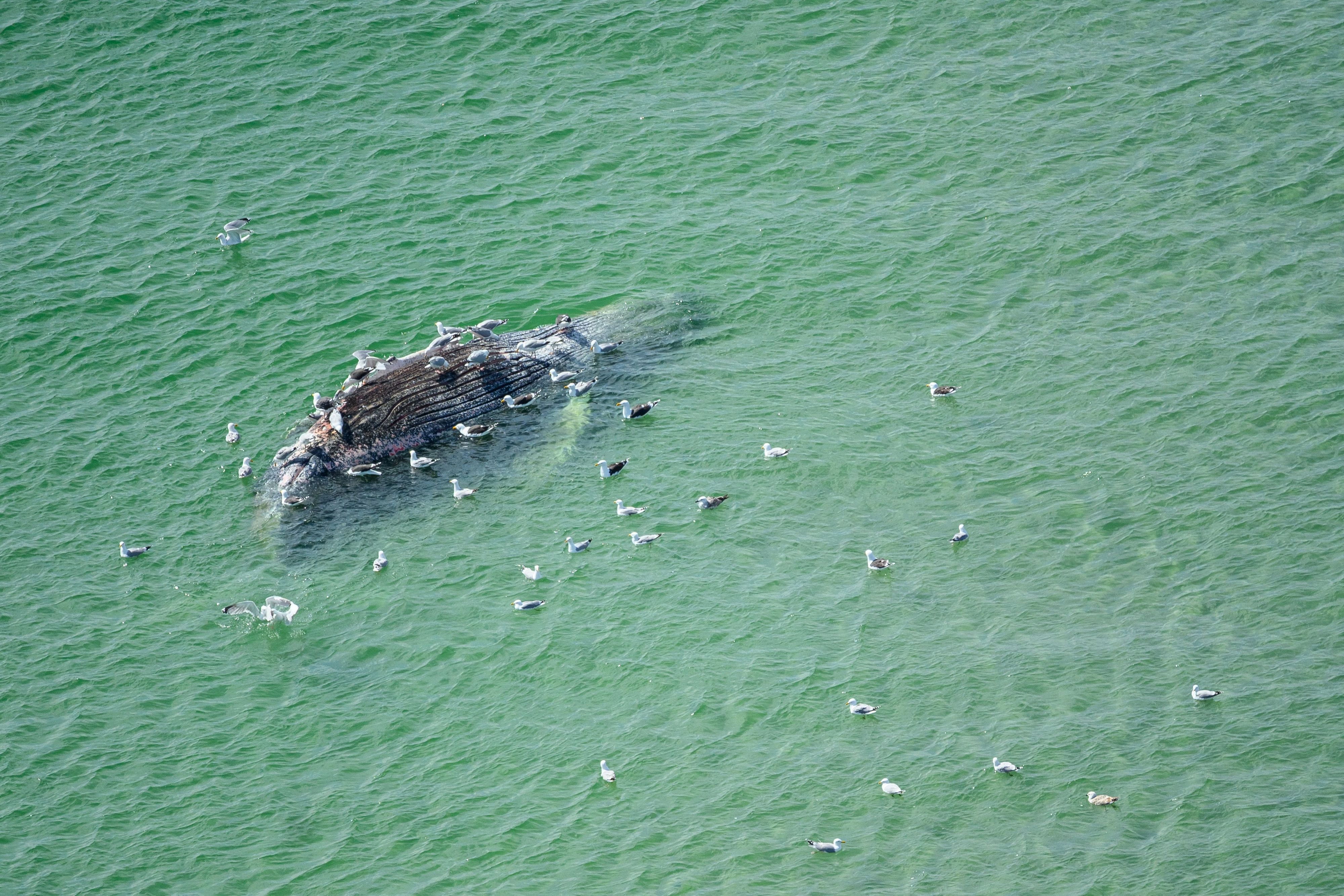 Ein toter Wal liegt vor der dänischen Insel Anholt. Unklar ist, ob es sich um den Wal handelt, der Ende März erstmals vor Timmendorfer Strand gestrandet war und rund einen Monat später in die Nordsee,  transportiert wurde.
