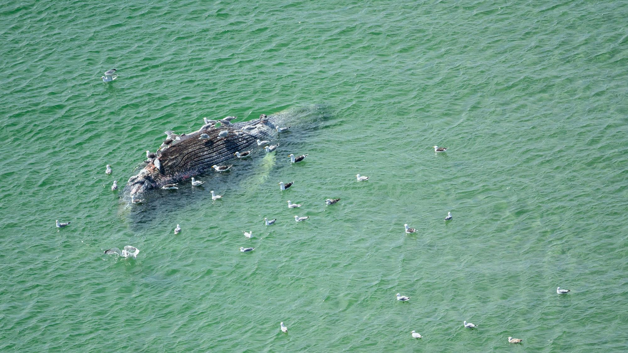 Ein toter Wal liegt vor der dänischen Insel Anholt. Unklar ist, ob es sich um den Wal handelt, der Ende März erstmals vor Timmendorfer Strand gestrandet war und rund einen Monat später in die Nordsee, transportiert wurde.