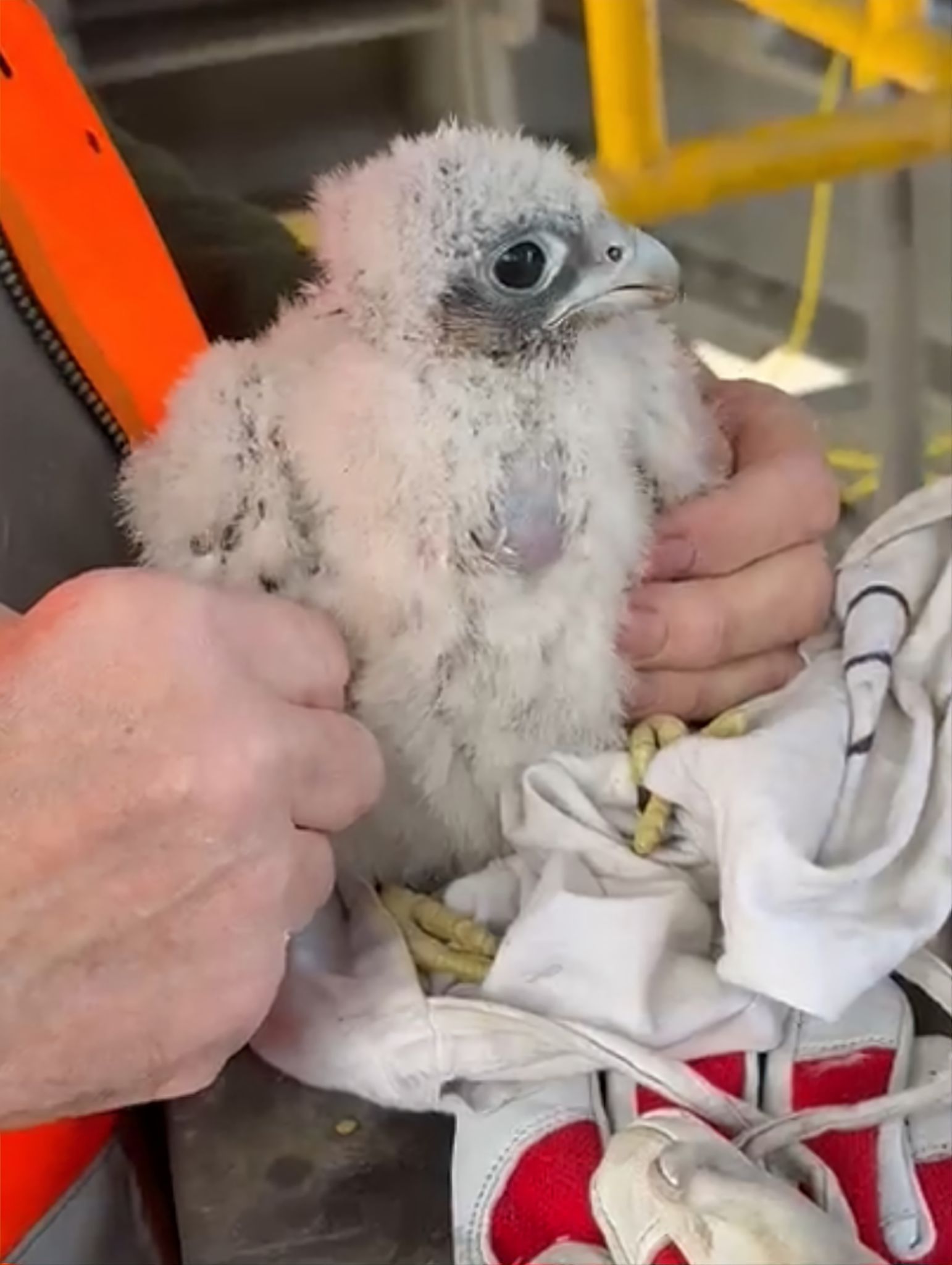 Kleiner Wanderfalke aus Dachrinne gerettet