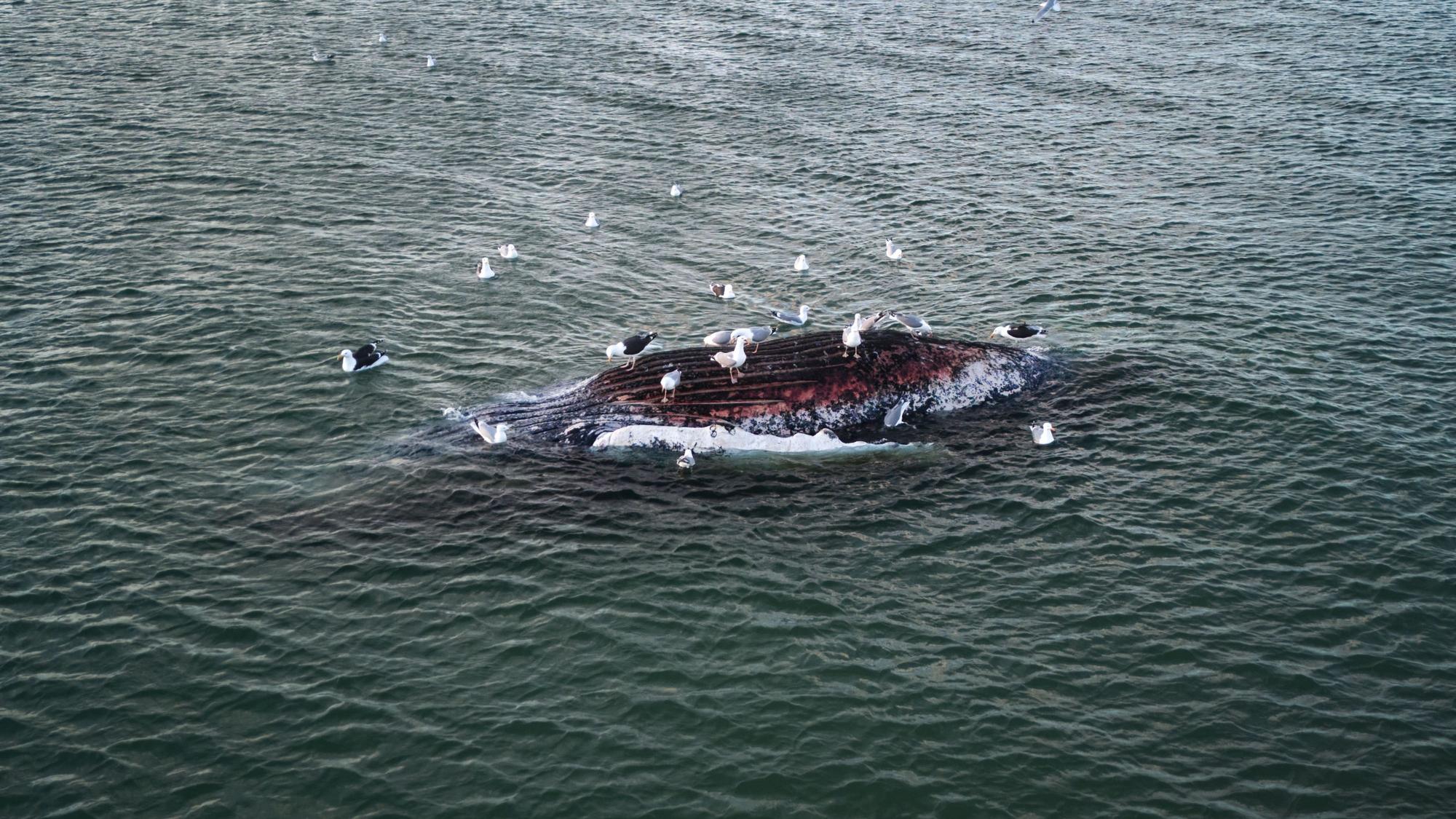 Schon seit fast zwei Wochen liegt Buckelwal „Timmy“ vor der dänischen Insel Anholt.