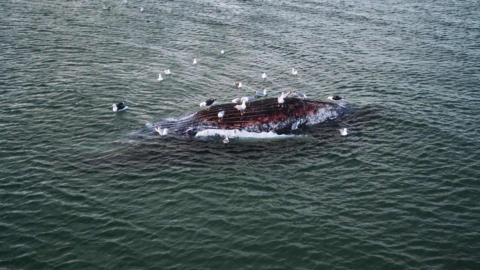 Der tote Wal liegt vor der dänischen Insel Anholt.