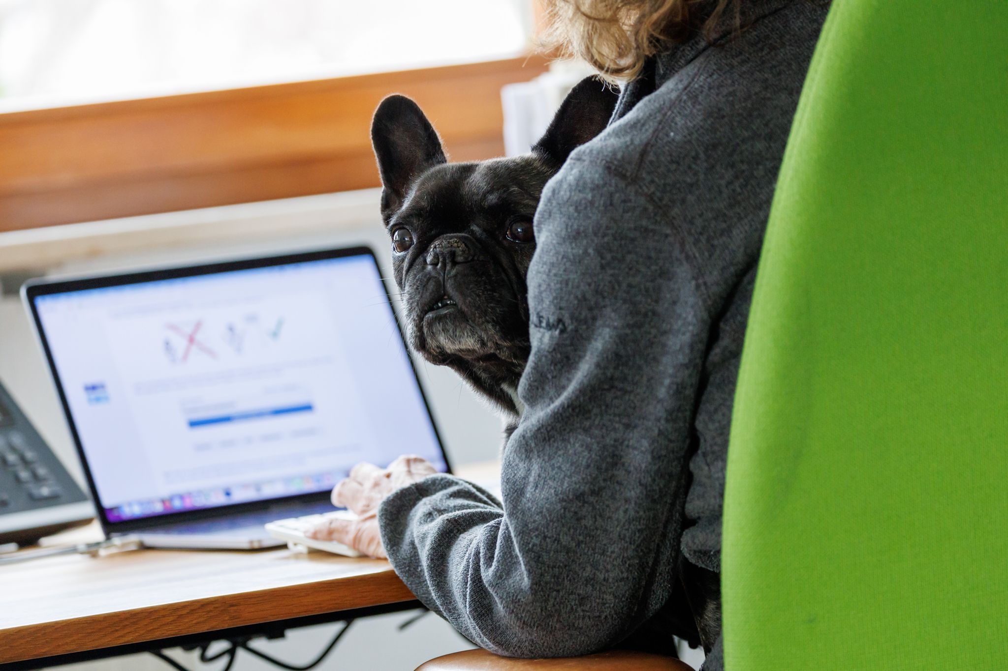 Französische Bulldogge sitzt auf dem Schoß einer Person im Büro