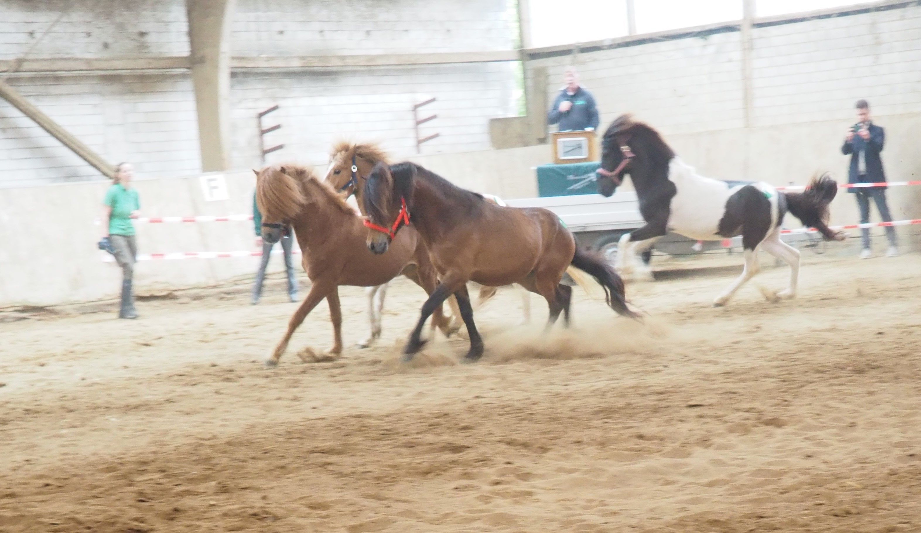 Vier Pferde laufen und springen in einer Reithalle.