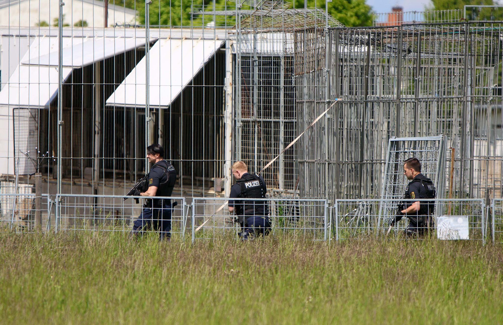 Polizei erschießt entlaufenen Tiger bei Leipzig