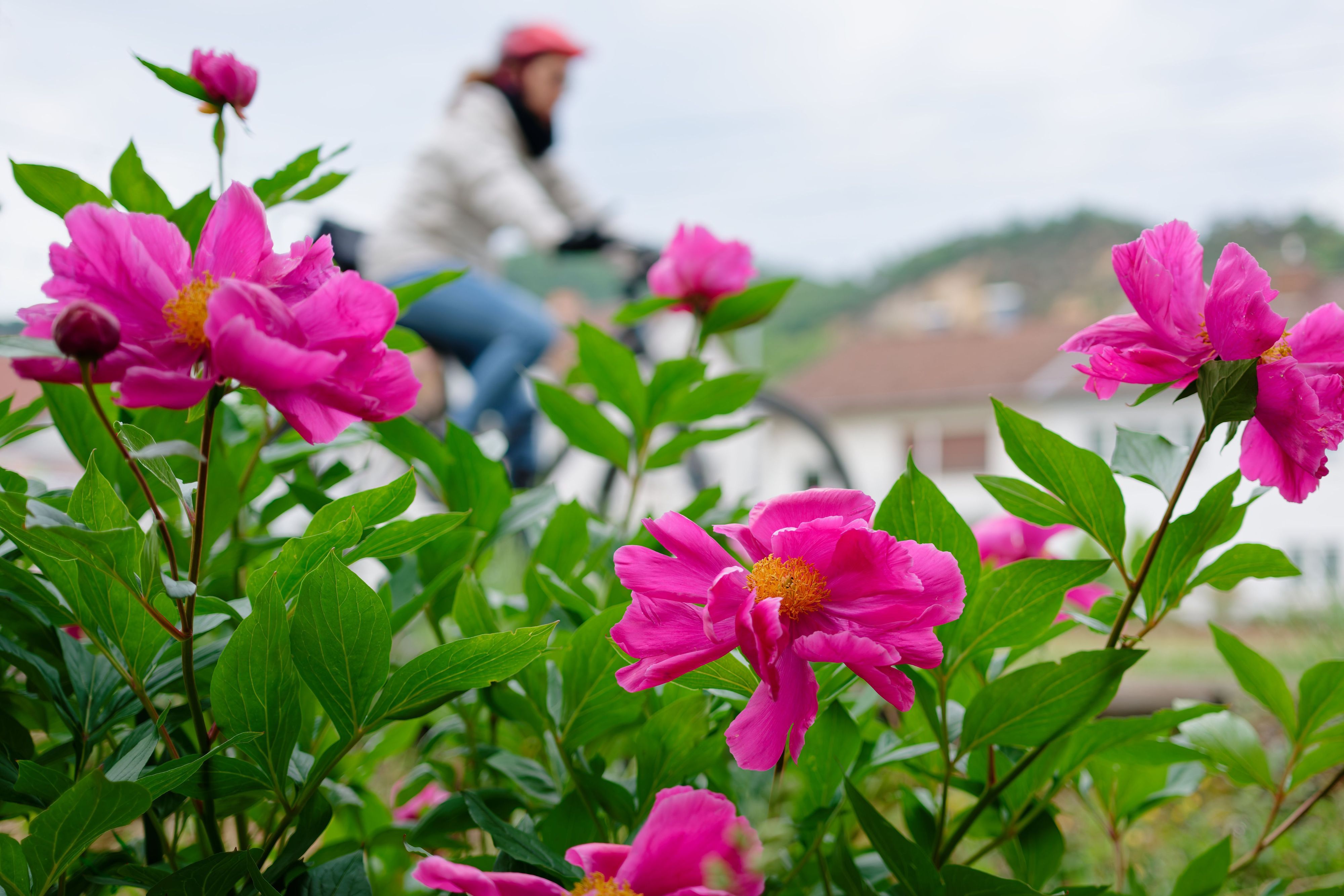 Eine Radfahrerin fährt an blühenden Blumen vorbei. Zu Pfingsten sollen die Temperaturen in NRW steigen und die Wolken verschwinden. (Symbolbild)