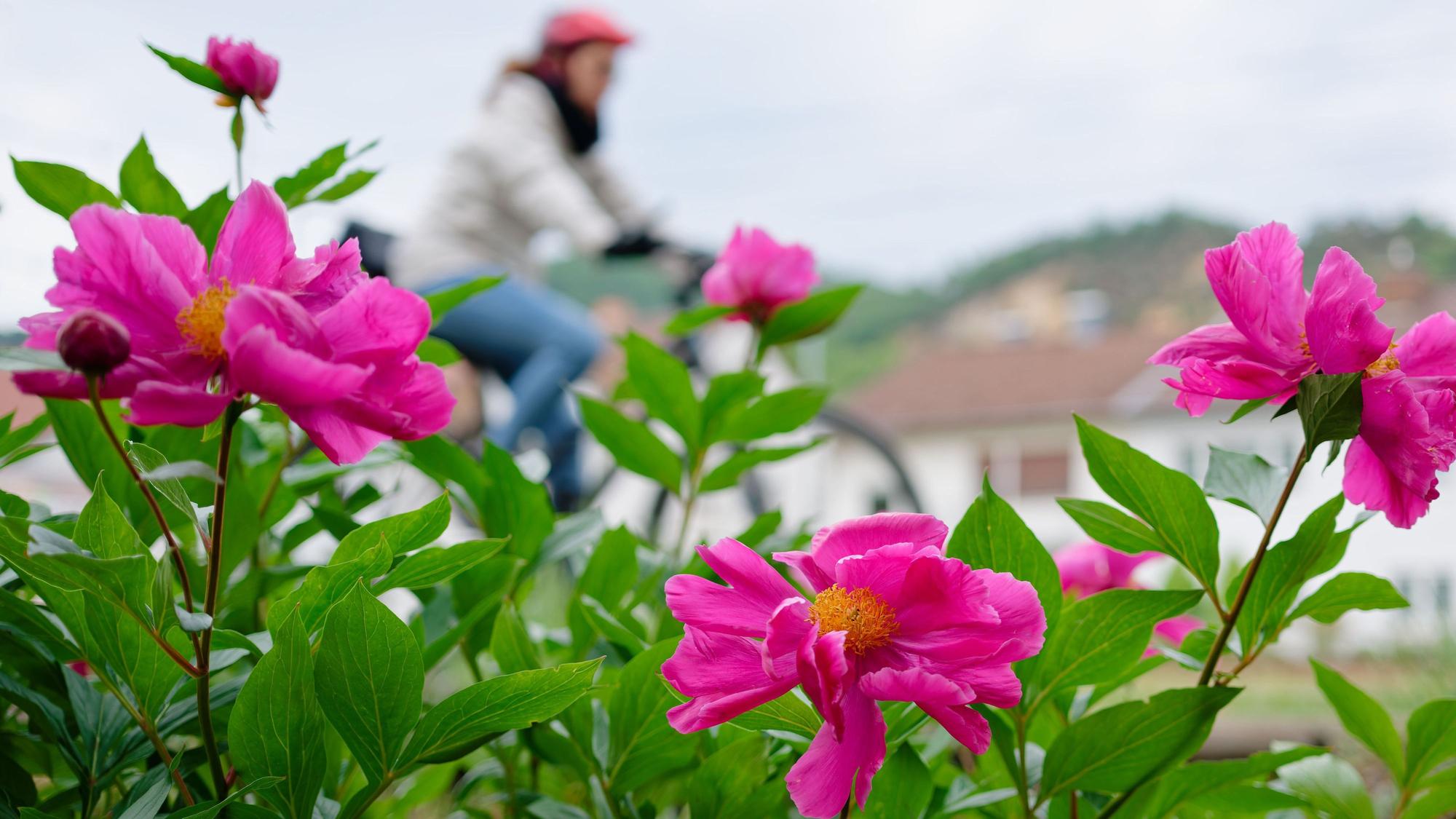 Eine Radfahrerin fährt an blühenden Blumen vorbei. Zu Pfingsten sollen die Temperaturen in NRW steigen und die Wolken verschwinden. (Symbolbild)