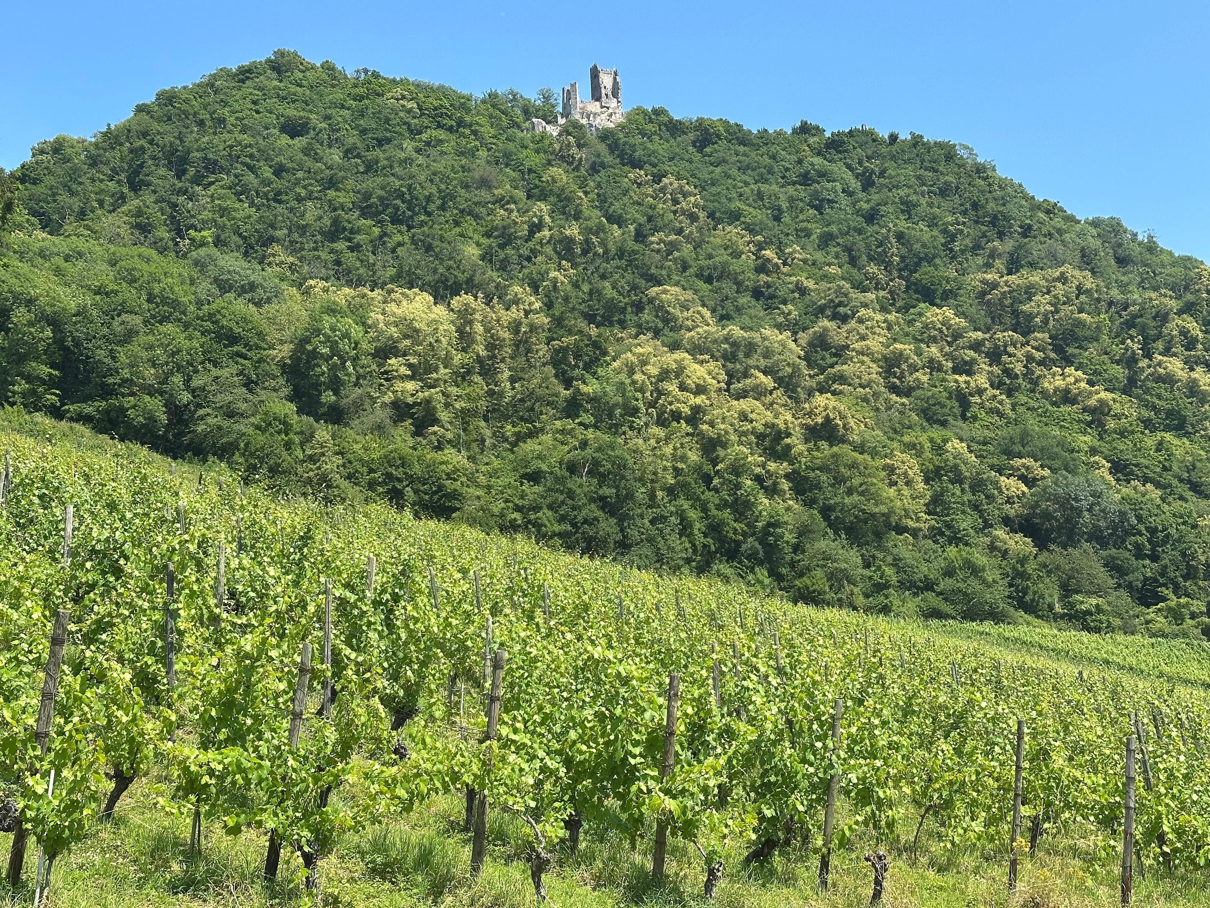 Weingut Pieper in Bad Honnef-Rhöndorf(Archivbild).