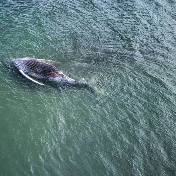 Ein toter Wal liegt vor der dänischen Insel Anholt.