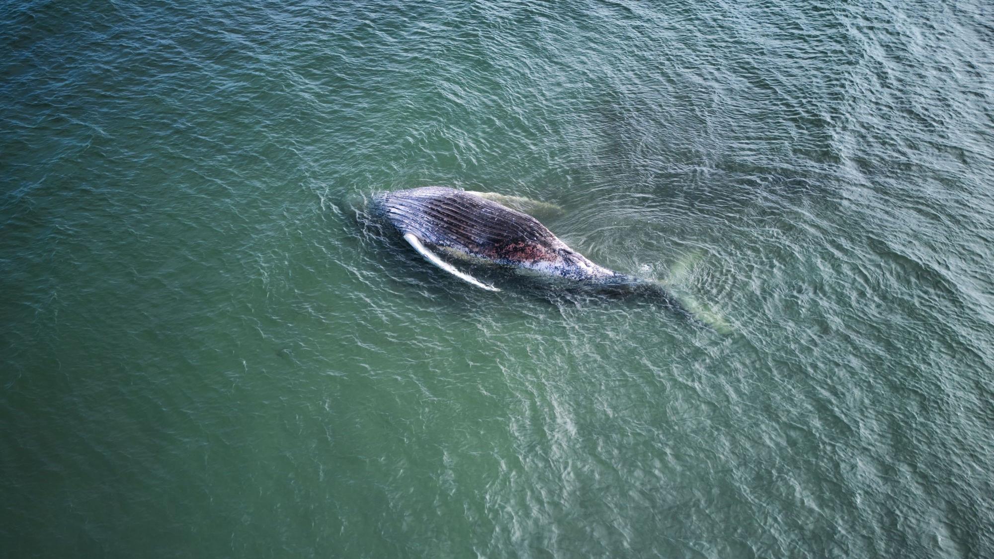 „Timmy“ oder „Hope“ liegt vor der dänischen Insel Anholt.