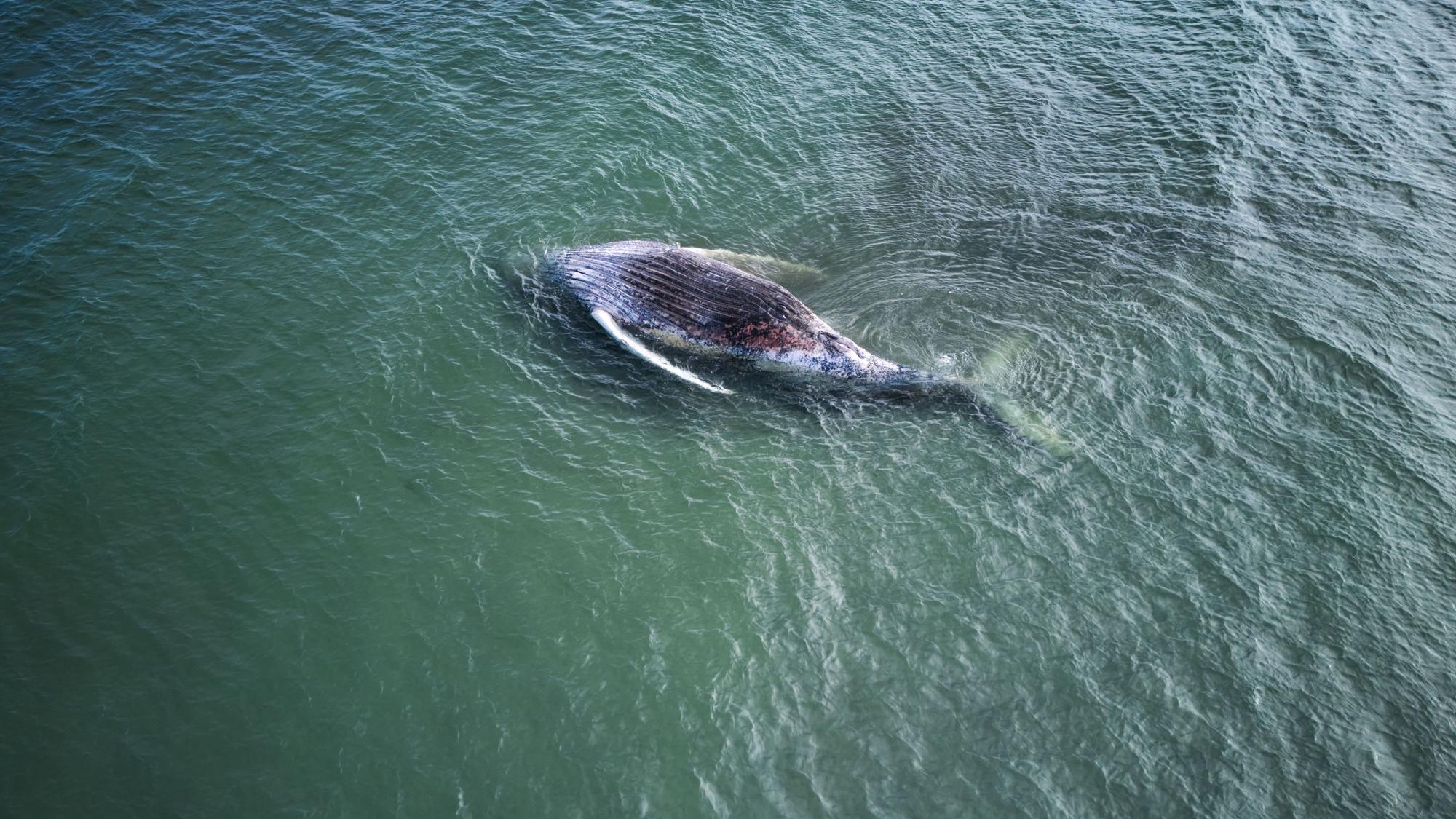 Vor der dänischen Insel Anholt liegt der verendete Buckelwal „Timmy“.