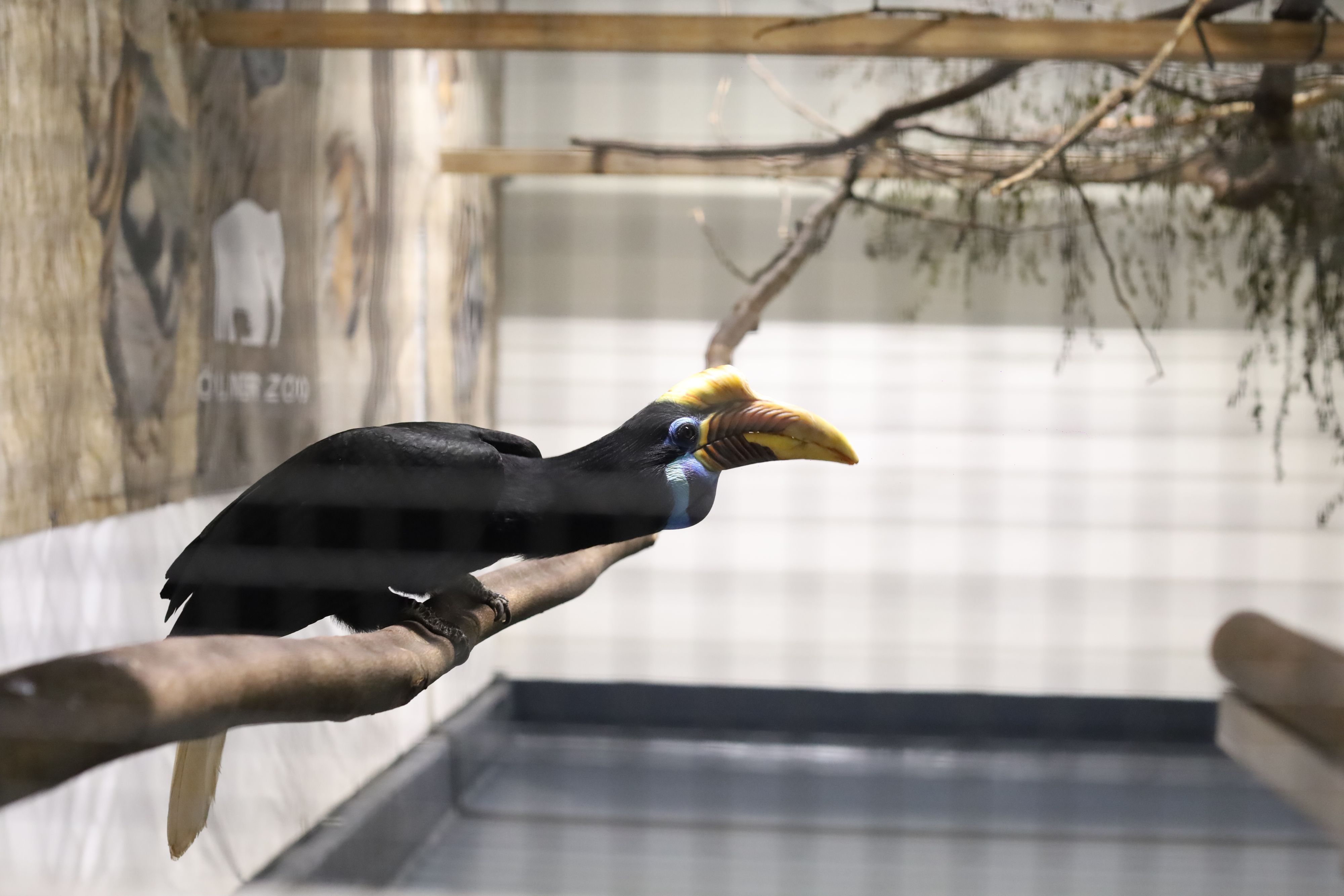 Im Zuchtzentrum für ostasiatische Vögel ist derzeit auch der Helmhornvogel zuhause.