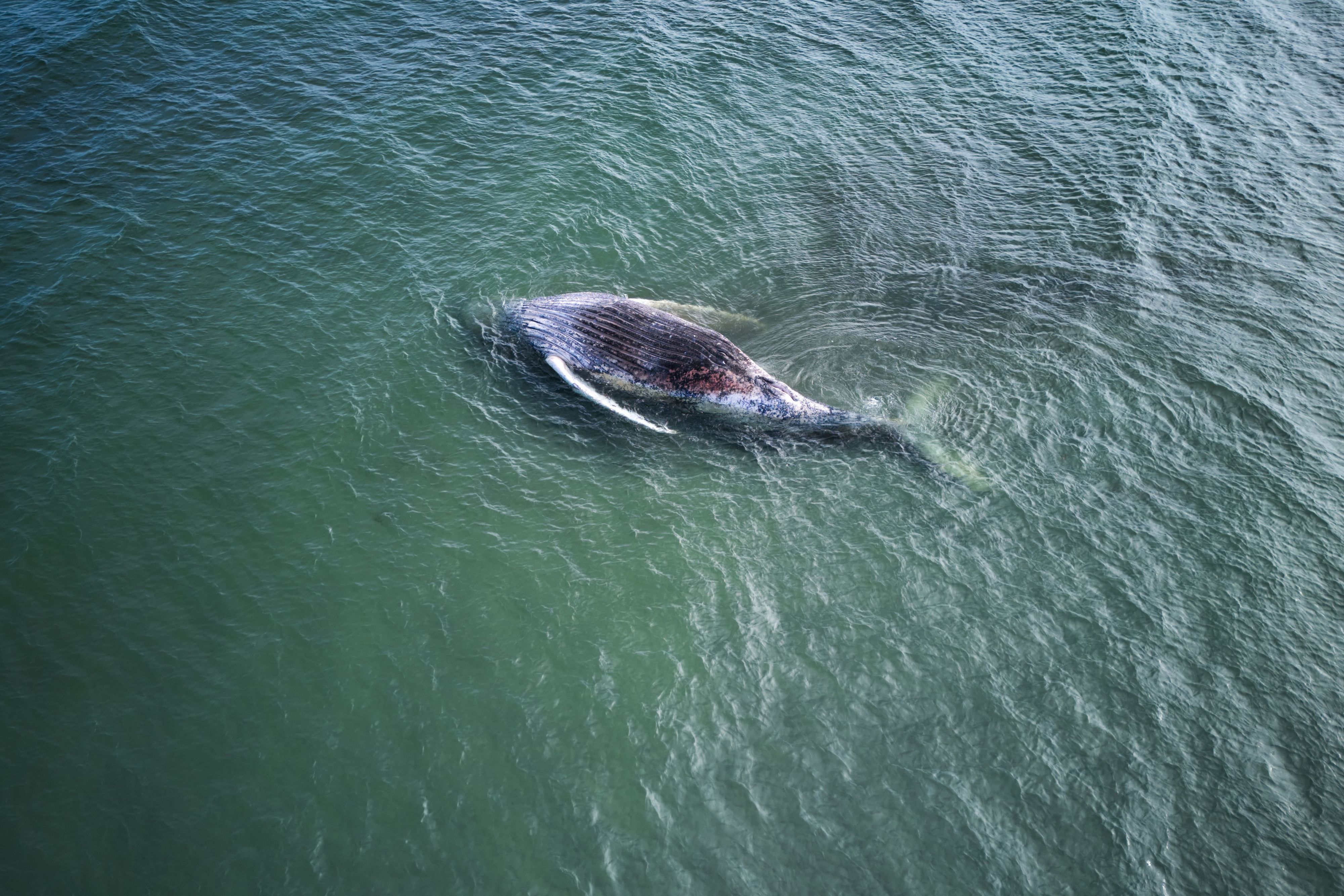 Ein toter Wal liegt vor der dänischen Insel Anholt.