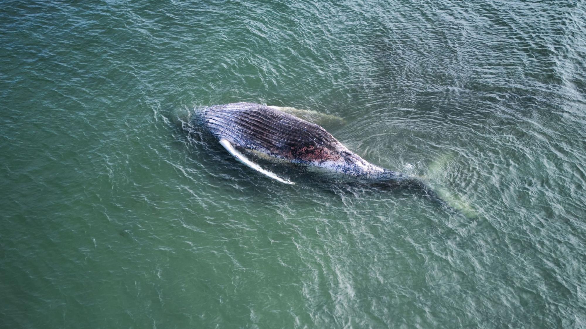 Ein toter Wal liegt vor der dänischen Insel Anholt.