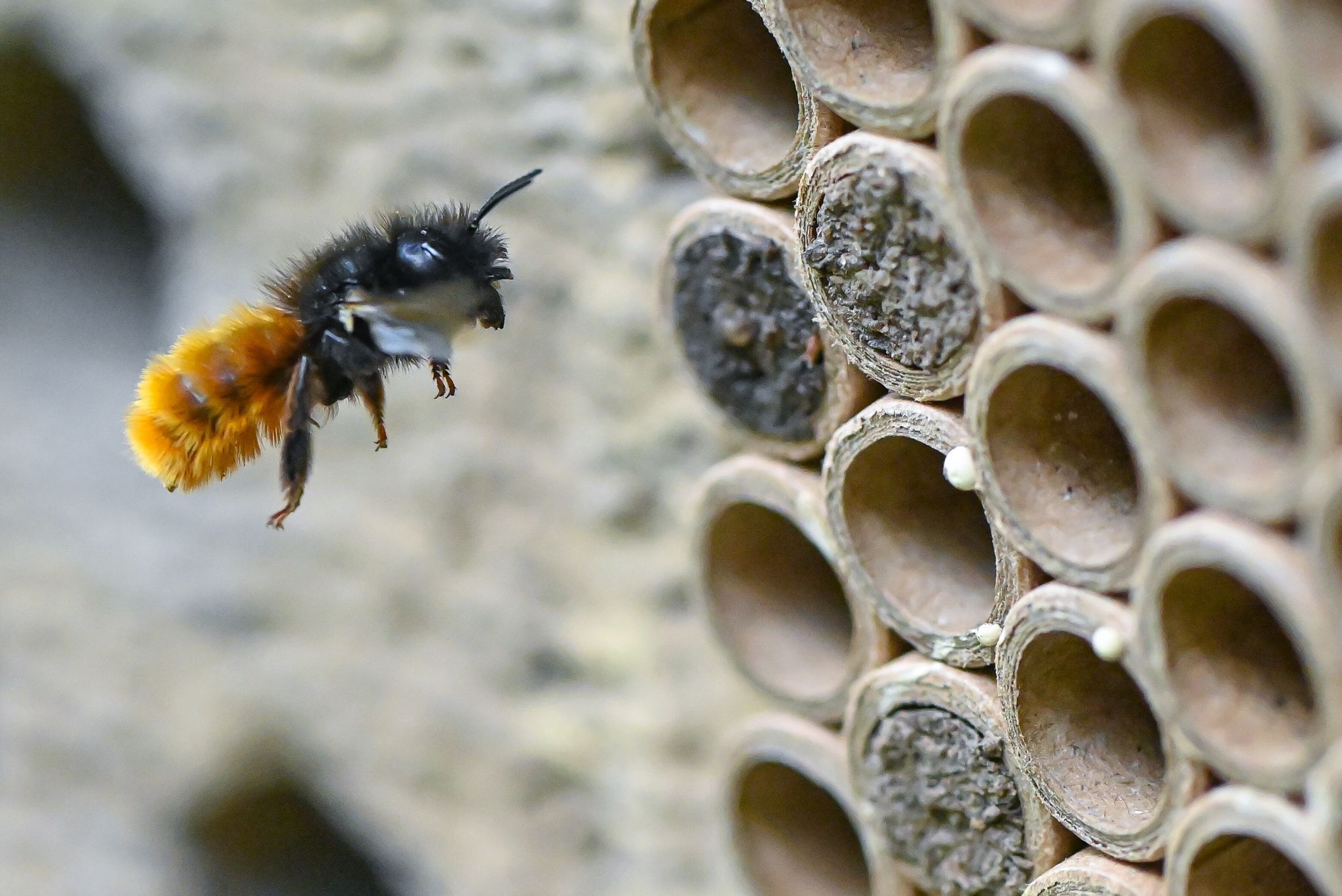 Gehörnte Mauerbiene (Osmia cornuta) vor speziellem Brutröhrchen
