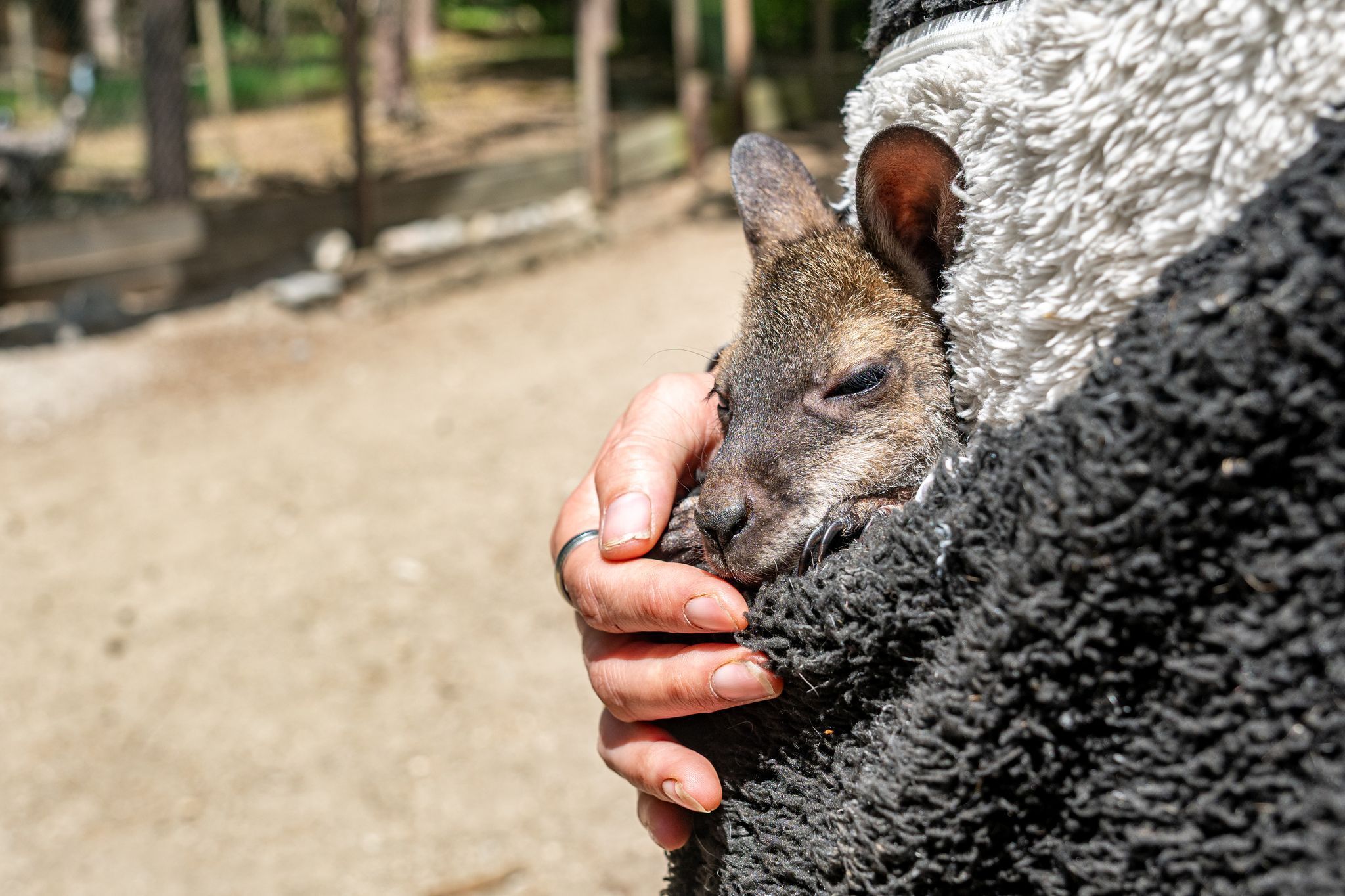 Tierpark-Chefin zieht Känguru-Baby im Pulli auf