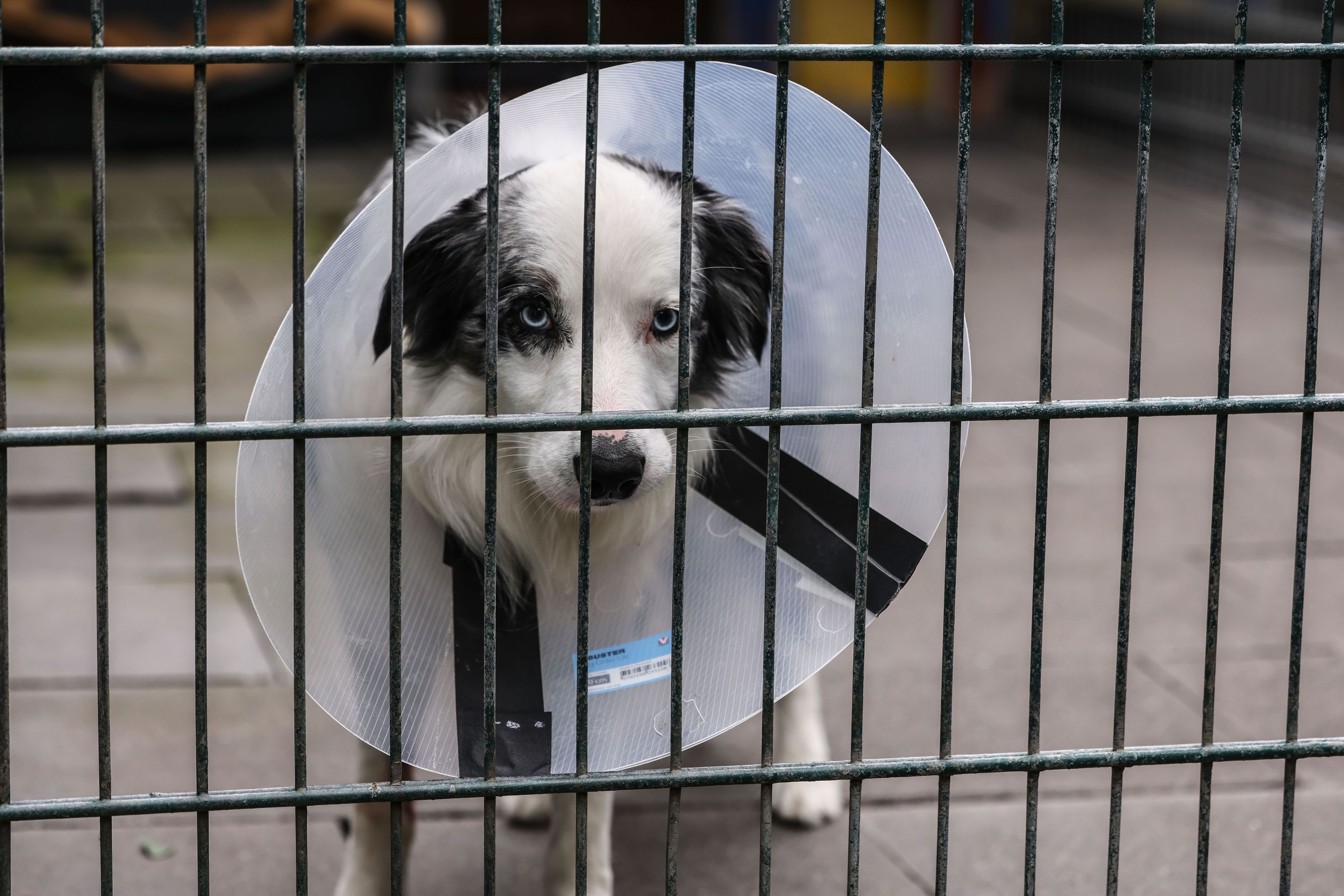 Köln: Ein Hund steht im Konrad-Adenauer-Tierheim in Köln-Zollstock in einem Zwinger. Der Deutsche Tierschutzbund reicht eine Klage gegen die Bundesrepublik Deutschland ein.