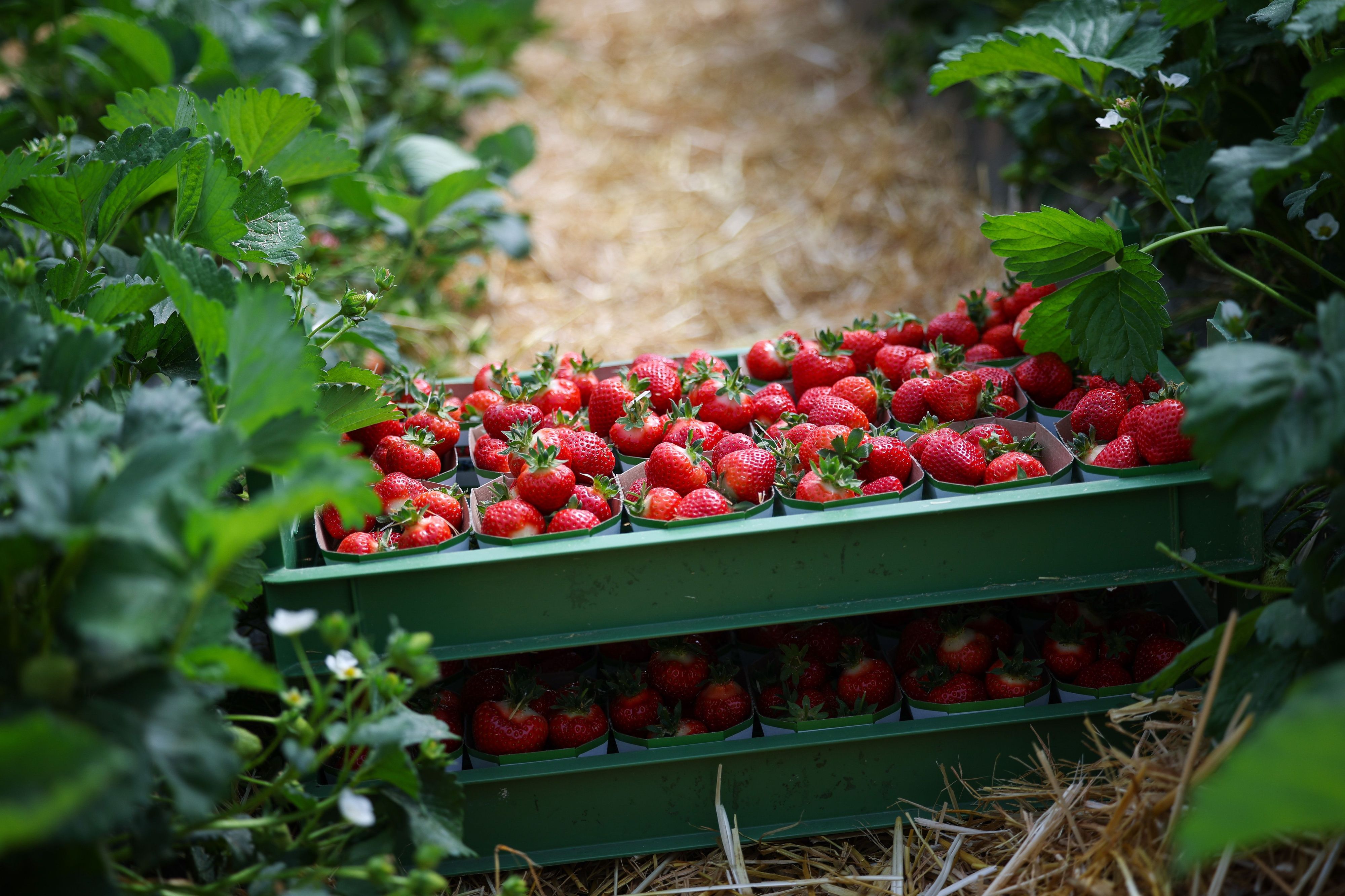 Frisch geerntete Erdbeeren in kleinen Schalen. (Symbolbild)