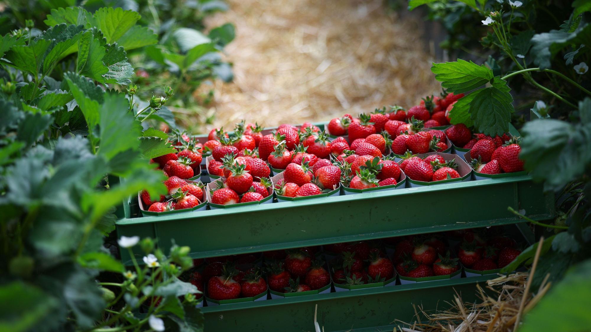 Frisch geerntete Erdbeeren in kleinen Schalen. (Symbolbild)