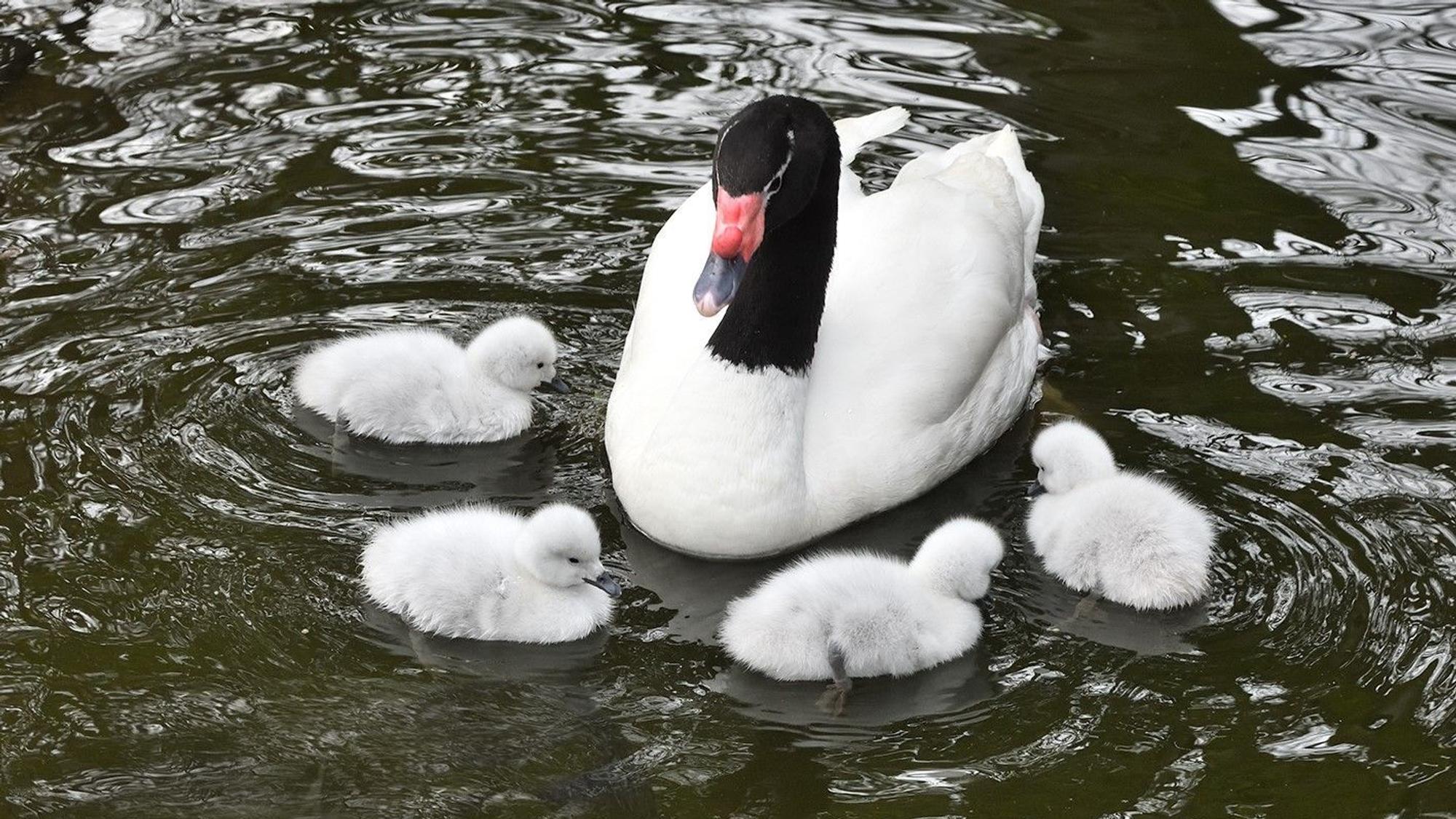 Schwarzhalsschwan-Familie