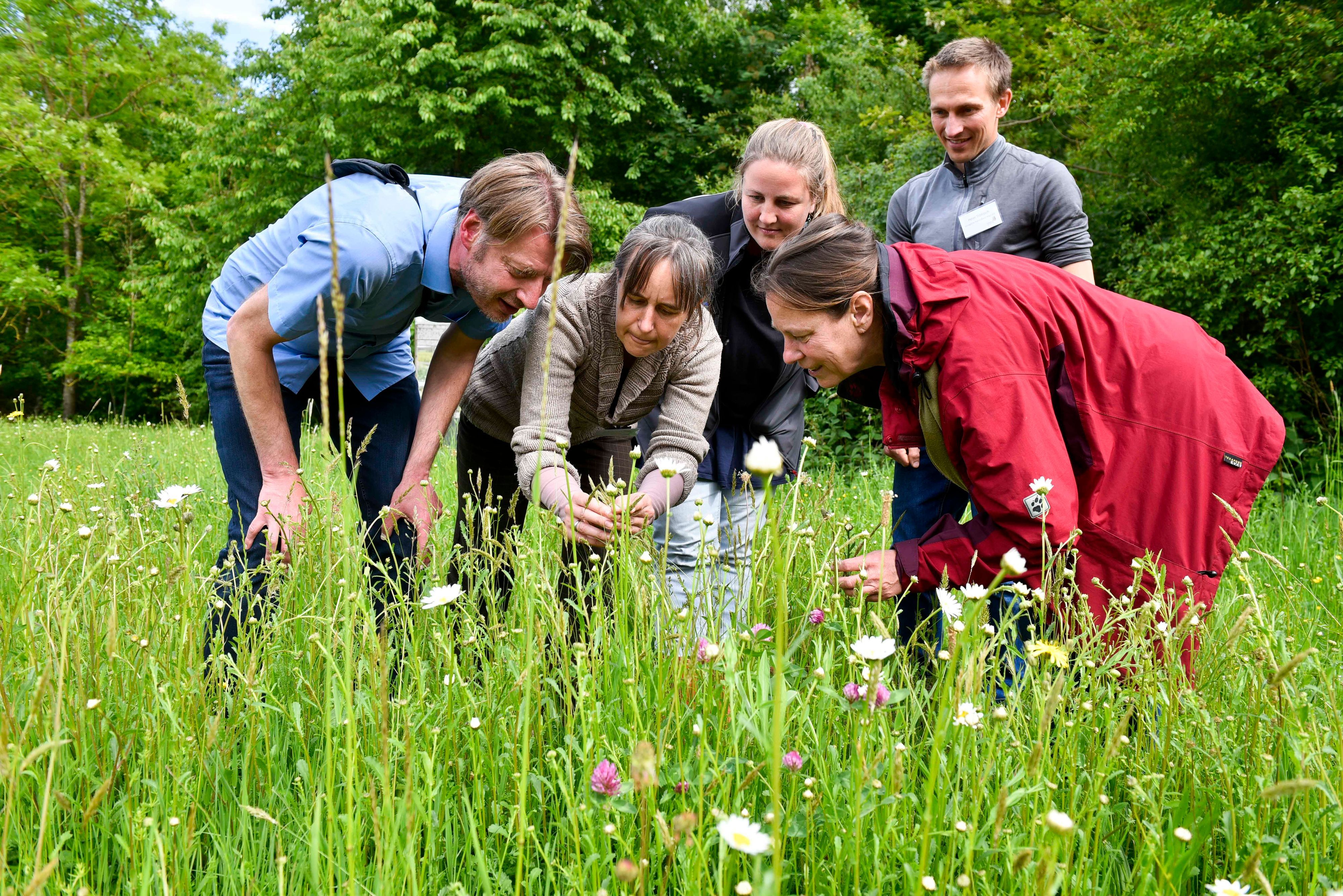 Das Bild zeigt die Begleiter des Projektes, während sie Blumen auf einer Wiese begutachten.