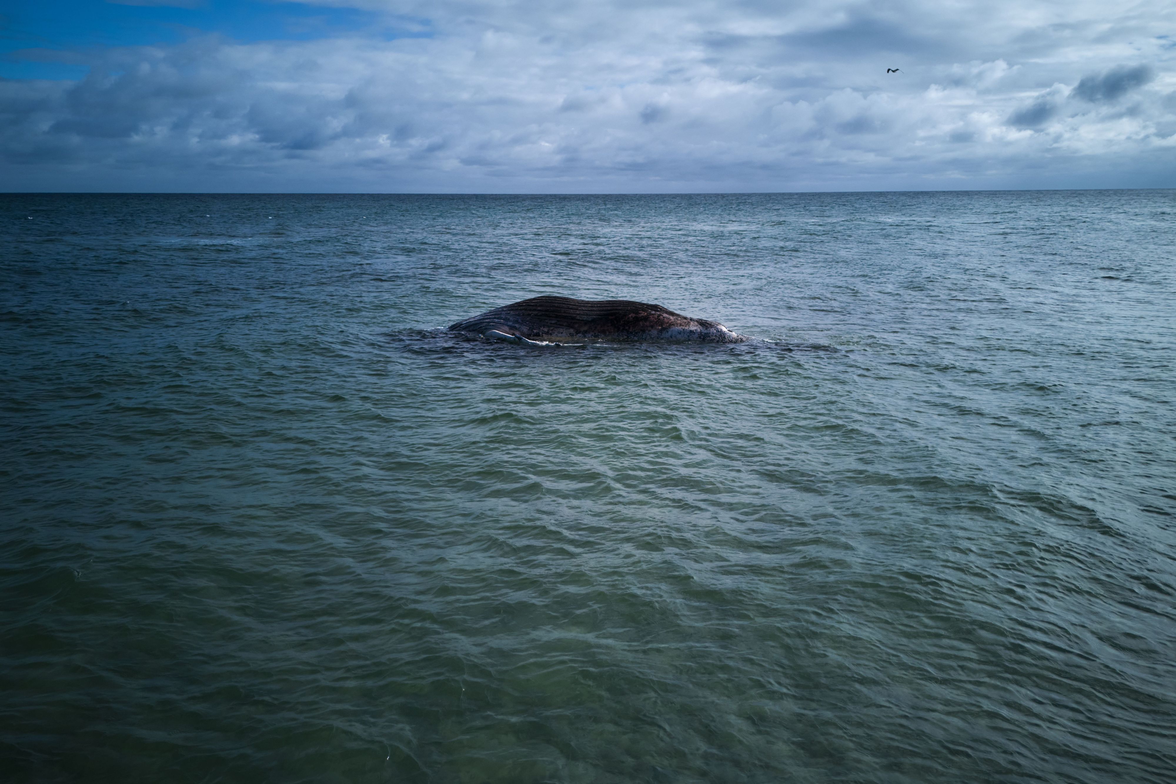 Der tote Wal liegt vor der dänischen Insel Anholt.