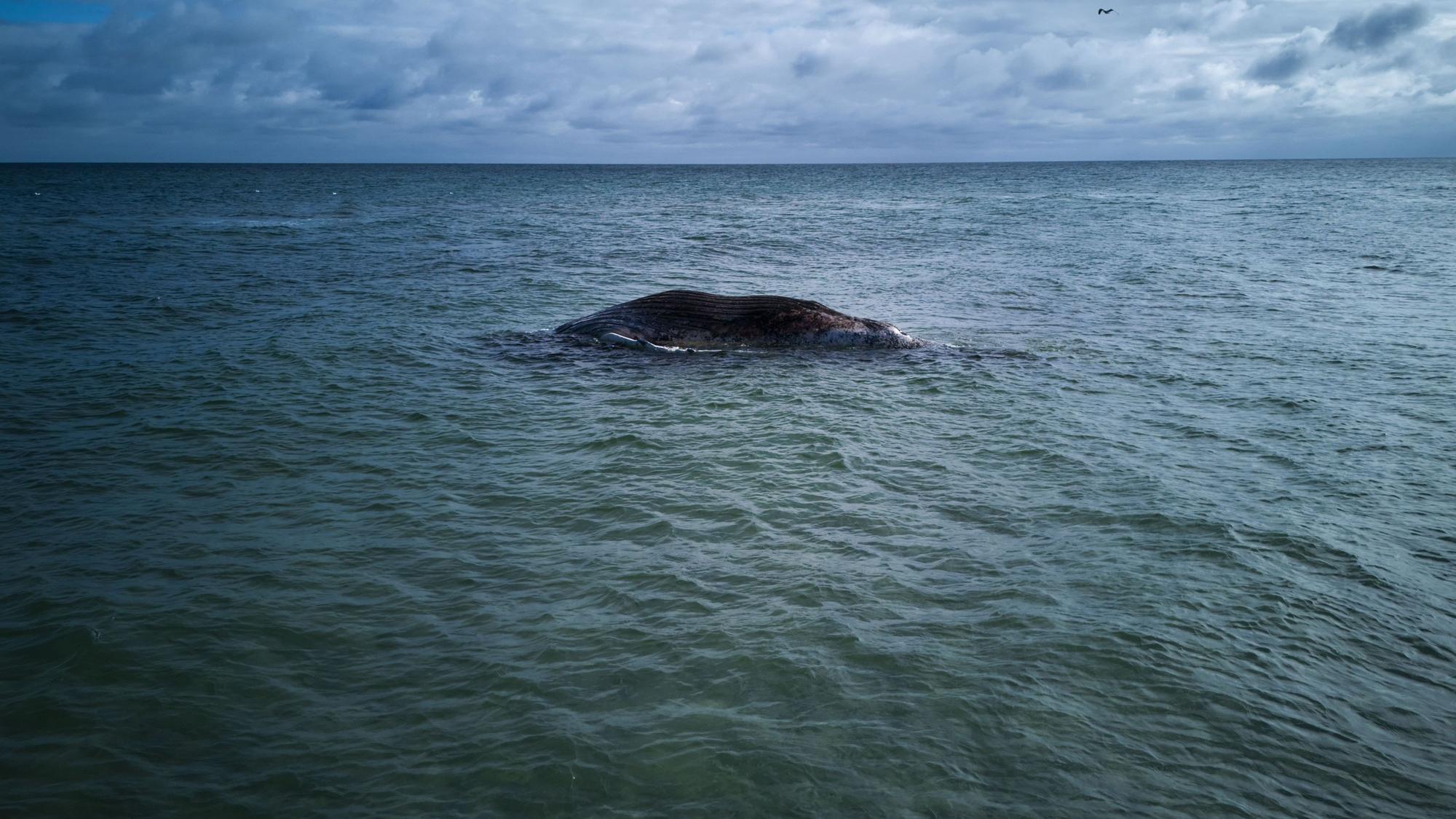 Der tote Wal liegt vor der dänischen Insel Anholt.