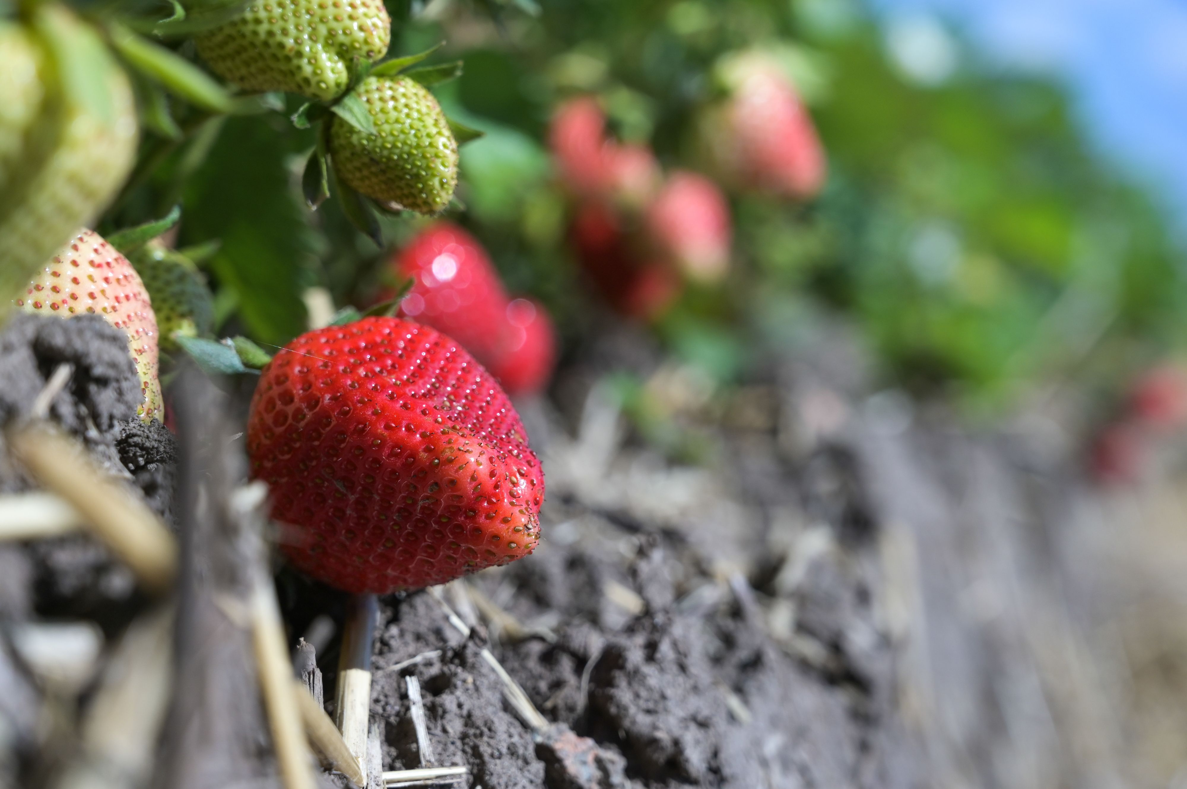 Erdbeeren hängen an den Pflanzen. Die Reifen sind bereit für die Ernte.