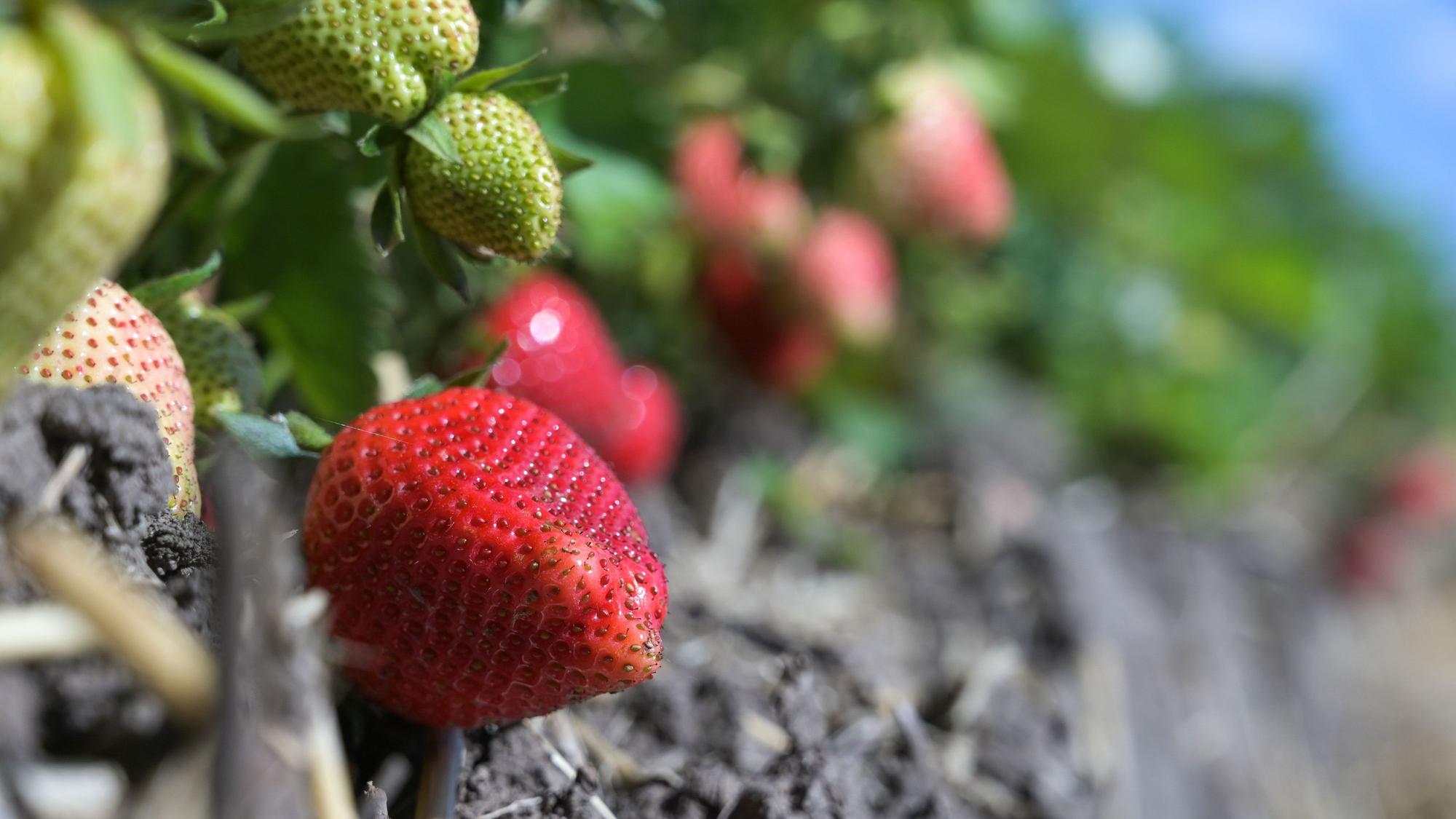 Erdbeeren hängen an den Pflanzen. Die Reifen sind bereit für die Ernte.